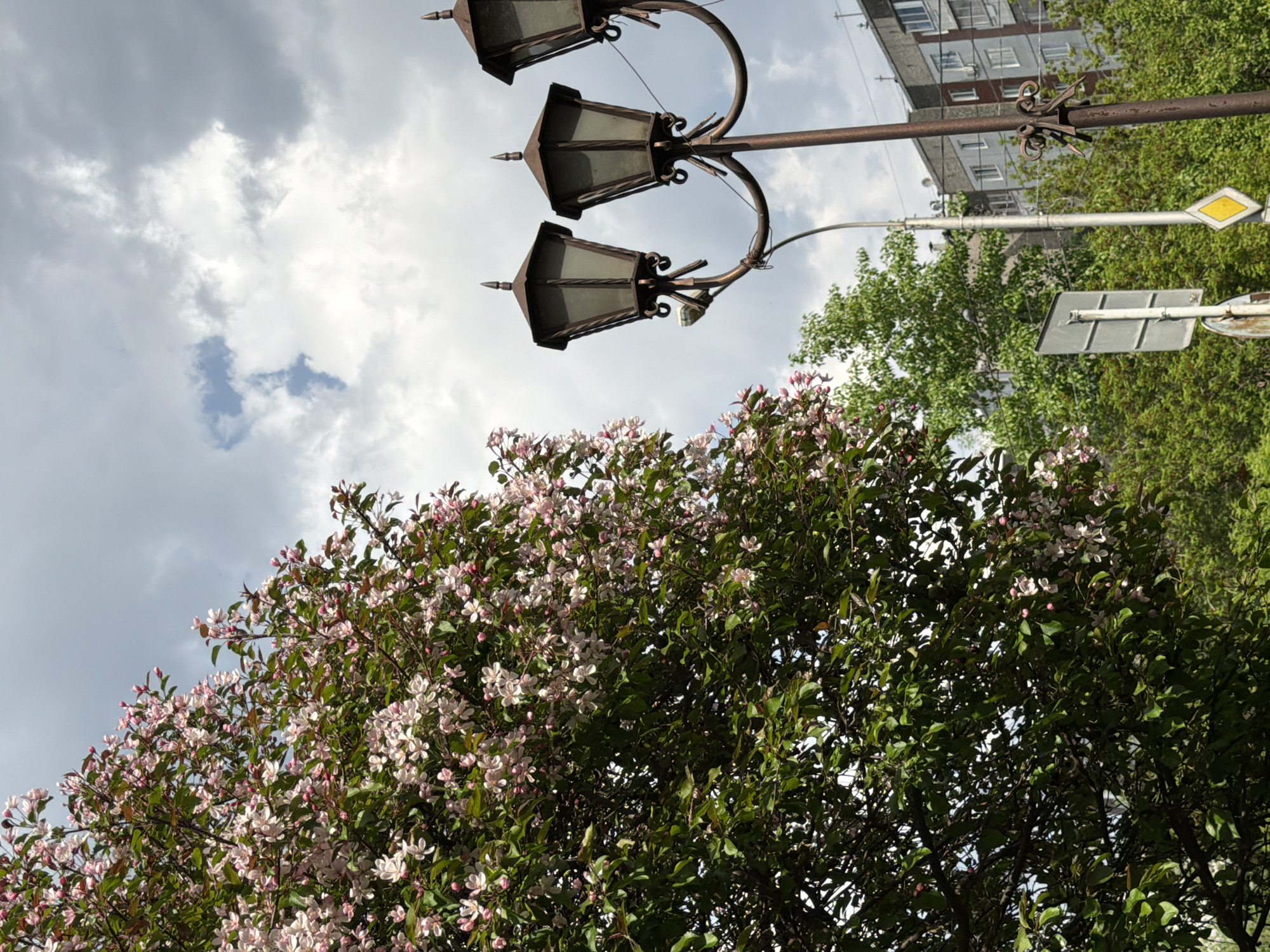 The image is taken from a low angle, looking up at a cloudy sky, streetlights, and flowering trees, with a multi-story building visible in the background.
The streetlights are ornate, with three metal lanterns topped with spear-like finials. They are mounted on a dark metal pole.
Below the streetlights is a dense tree covered in small, pink and white blossoms. The leaves are dark green.
In the background, there is a multi-story residential building.
Based on the image and the location, it is possible that the photo was taken in a residential area of Krasnoyarsk, Russia.