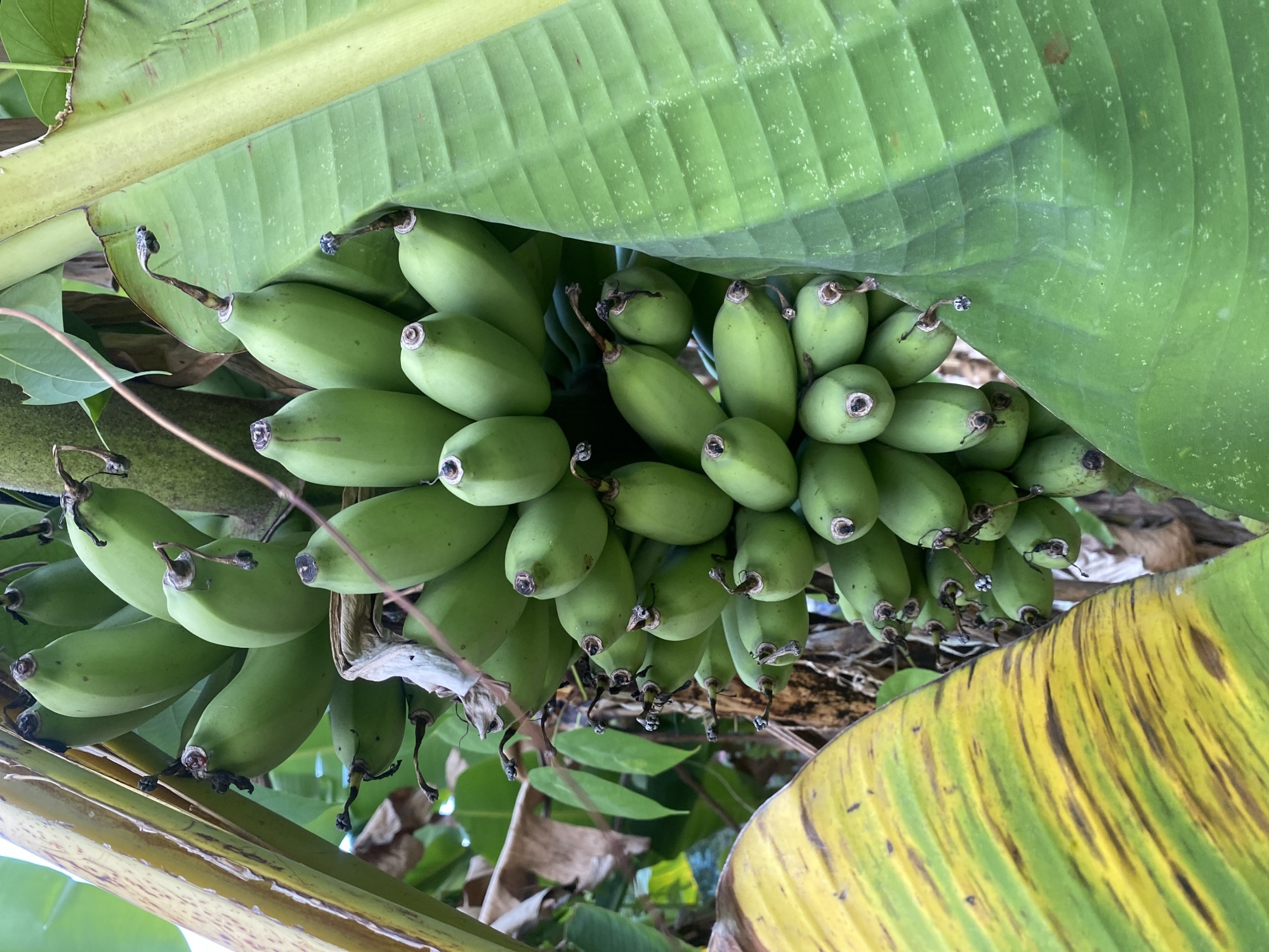 A bunch of green bananas hangs from a tree, partially obscured by large green and yellow banana leaves. The bananas are unripe and clustered together. The scene is set outdoors, likely in a tropical or subtropical environment, given the banana tree and foliage. The image is a close-up shot, focusing on the fruit and leaves. The location is identified as Banjarbaru, Indonesia.