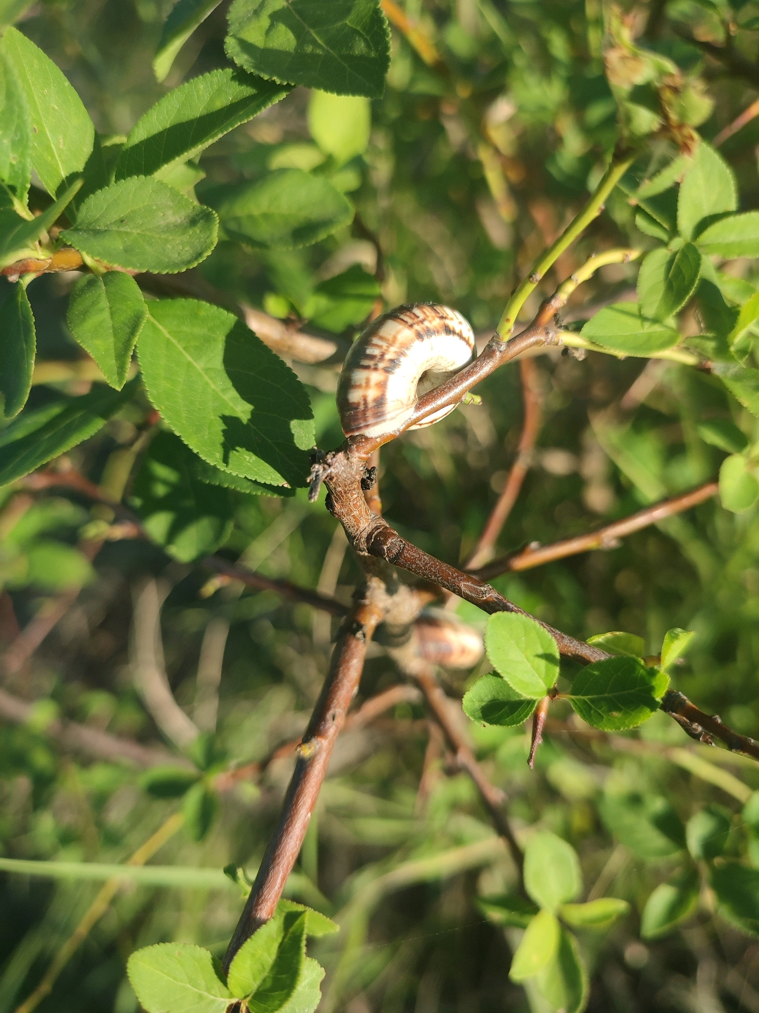 A snail with a brown and white striped shell is perched on a thin, brown branch of a tree. The branch is surrounded by vibrant green leaves. The background is a blur of green foliage and sunlight, indicating an outdoor setting. The scene is likely located in a park or garden, possibly in the city of Krasnoye Selo, Russia, given the context. There are no people visible in the image.