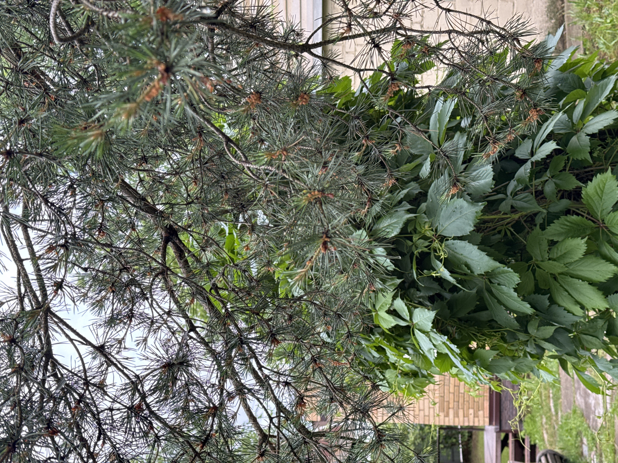 The image captures a close-up view of dense green foliage, likely a vine, intertwined with the branches of a conifer tree. The pine needles are dark green, interspersed with small brown pinecones. The leaves of the vine are a vibrant green, with some showing water droplets, suggesting recent rain. In the background, a brick building with light-colored walls and a wooden deck are visible. A paved walkway runs through a grassy area. The scene appears to be an outdoor setting in a residential or garden area. The sky is overcast and a pale gray. There are no people or animals visible in the image. Based on the provided context, this scene is located in the city of Naro-Fominsk, Russia.