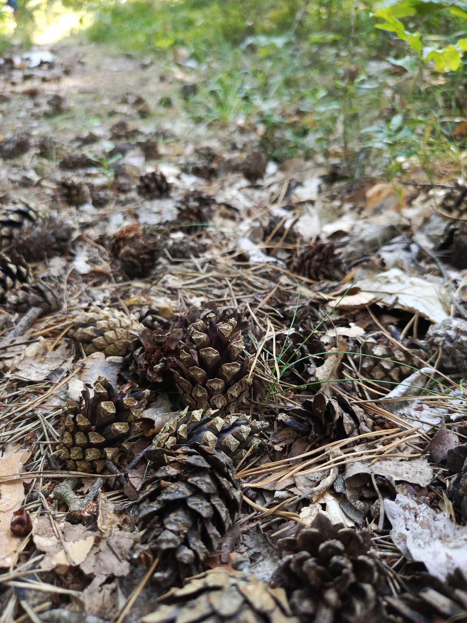 The image shows a low-angle, close-up view of a forest floor covered in pine cones, dry leaves, and pine needles. The ground is uneven and appears to be a path or trail. In the background, out of focus, is green foliage and a hint of sunlight filtering through trees. The scene suggests a natural outdoor environment. The image is located in Kruszyn, Poland.
