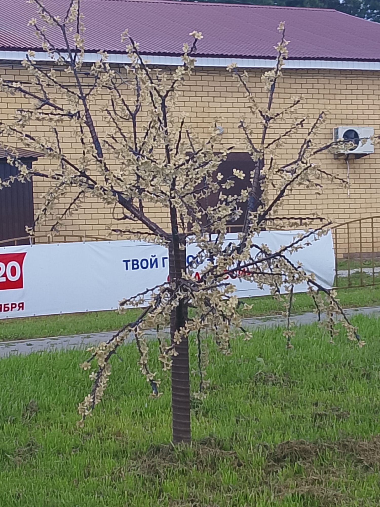 An artificial tree with small, light-colored blooms is positioned in front of a building. The tree has a dark brown, textured trunk and numerous thin branches. The building's facade is constructed of light yellow bricks, and a dark red roof is visible above. To the right of the tree, a white banner is partially visible, displaying red text that reads "20" and blue Cyrillic text. An air conditioning unit is mounted on the exterior wall of the building to the right of the tree. The ground in front of the building is covered with green grass.