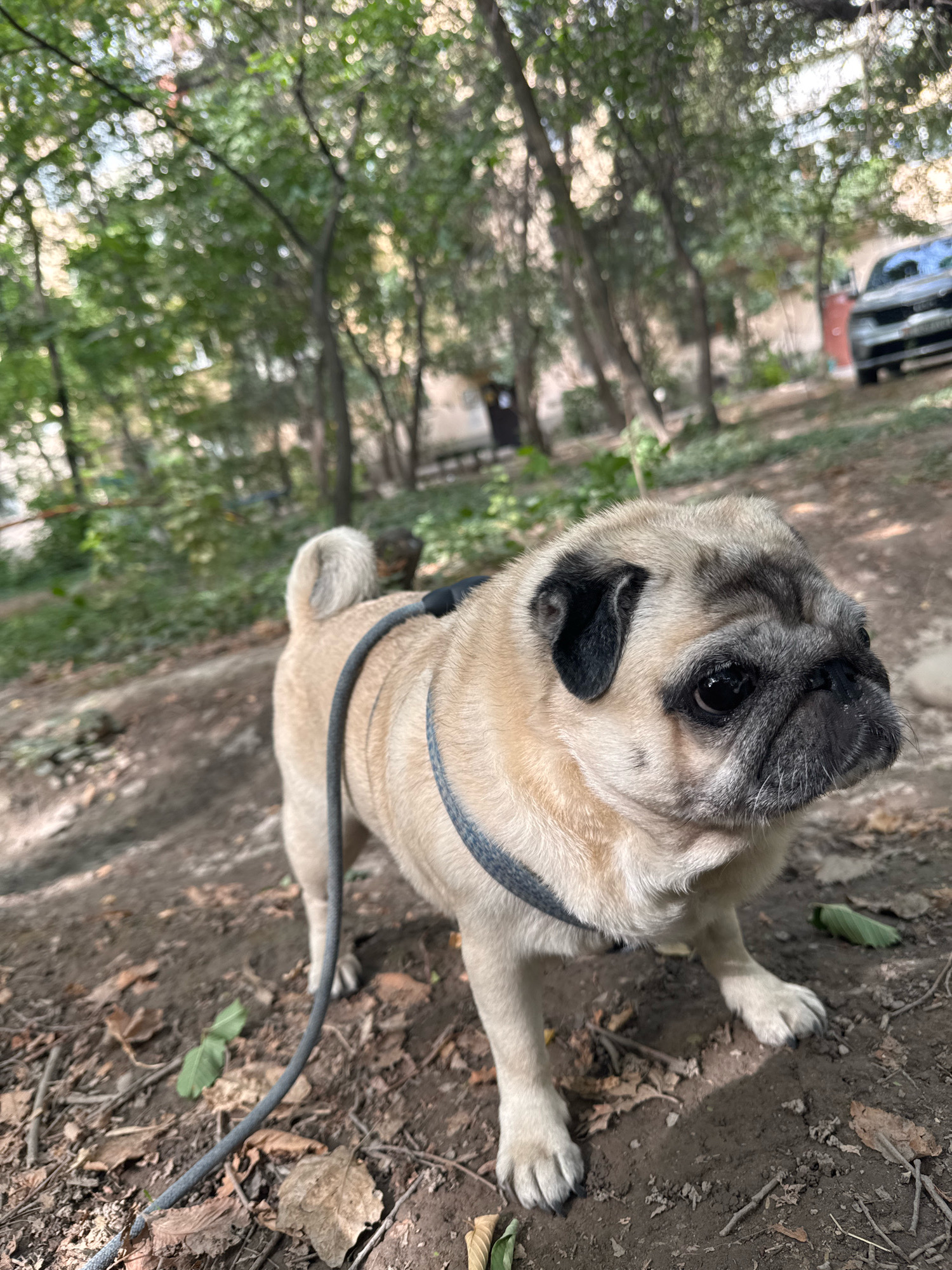 An adult pug, wearing a grey harness and leash, stands on a dirt path in a park with trees and foliage. The pug is light brown with black markings on its face. The ground is covered with fallen leaves and dirt. In the background, out of focus, there are trees, a bench, a trash can, and a silver car parked on the right side of the image. The lighting suggests it is daytime.