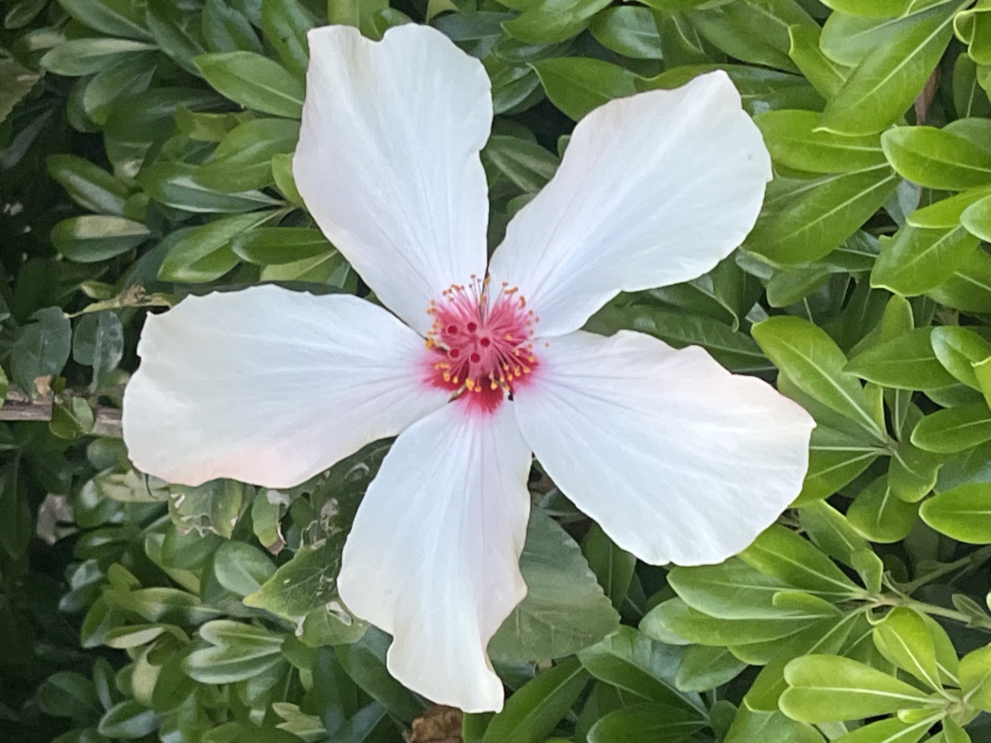 An overhead close-up shot captures a solitary white flower with a vivid pink and red center, set against a backdrop of dense green foliage. The flower, likely a hibiscus, features five broad, slightly ruffled white petals. Its heart is a cluster of prominent, bright pink stamens with red tips and what appear to be yellow pollen grains, surrounded by deeper red structures. The petals show subtle veins and a delicate texture.
The background consists of numerous small, oval-shaped green leaves, creating a natural, blurred effect that emphasizes the sharp focus on the flower. The leaves vary slightly in shade, with some appearing brighter green and others a darker, richer hue. The overall lighting suggests a bright, clear daytime setting, with no harsh shadows indicating direct midday sun, but rather a soft, ample natural light.
There is no discernible activity taking place, as the image is a static portrait of the bloom. No people or man-made objects are visible, reinforcing the natural scene. The image conveys a sense of tranquility and natural beauty. There is no visible text in the image. The setting is an outdoor, natural environment, consistent with the warm climate of Alanya, Turkey.
