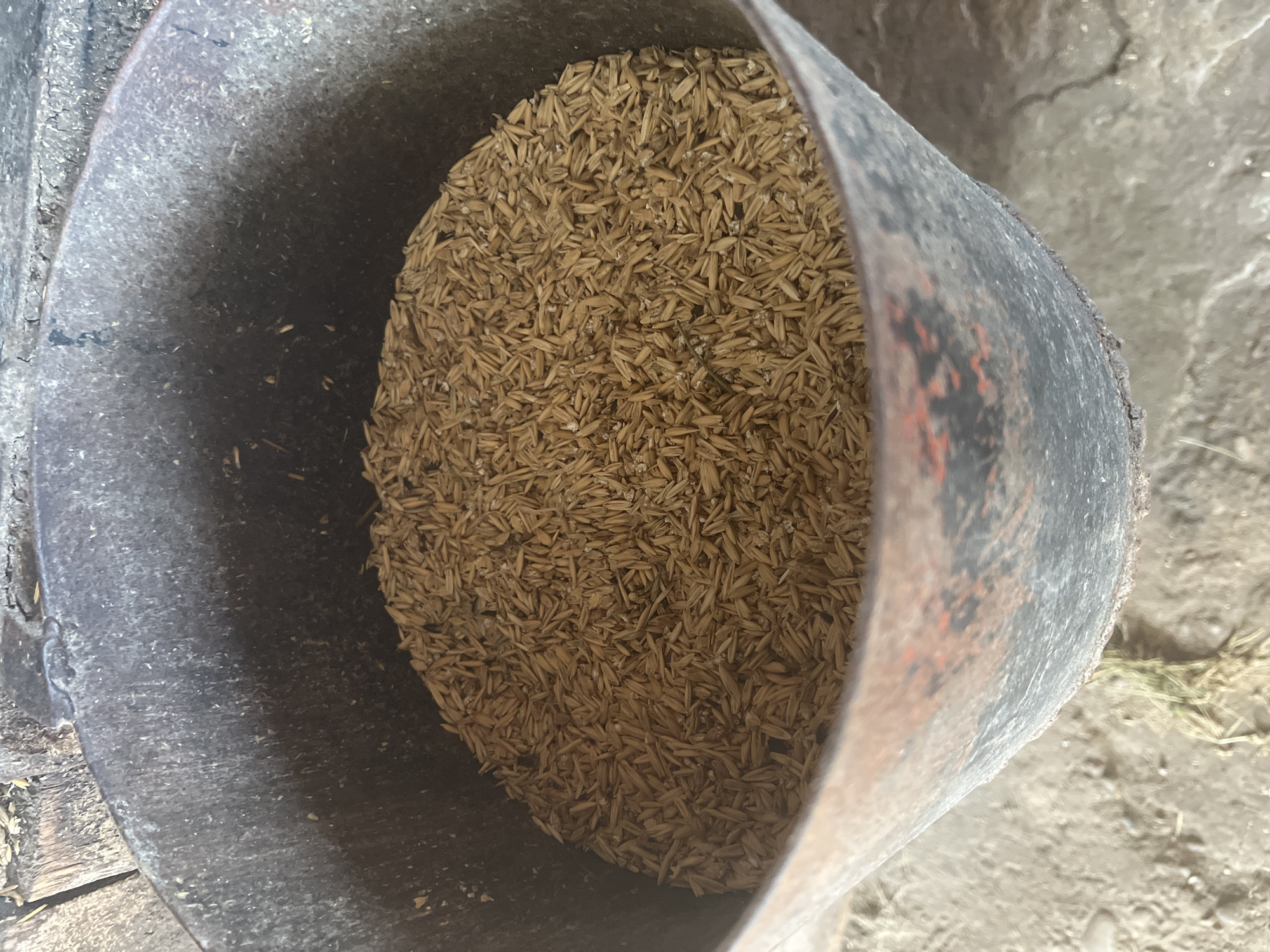 An overhead, close-up, eye-level shot shows a metal bin filled with rice husks. The bin appears to be old and weathered, with a rough, dark gray exterior that has some red speckling. The rice husks are light brown and fill the bin to the brim. In the background, some wooden planks and a concrete floor are visible, suggesting an outdoor or storage area setting. There are no people present in the image. The scene is devoid of any identifying markers that would pinpoint its location to Sorochinsk, Russia, or any other specific city. The focus is solely on the bin and its contents.