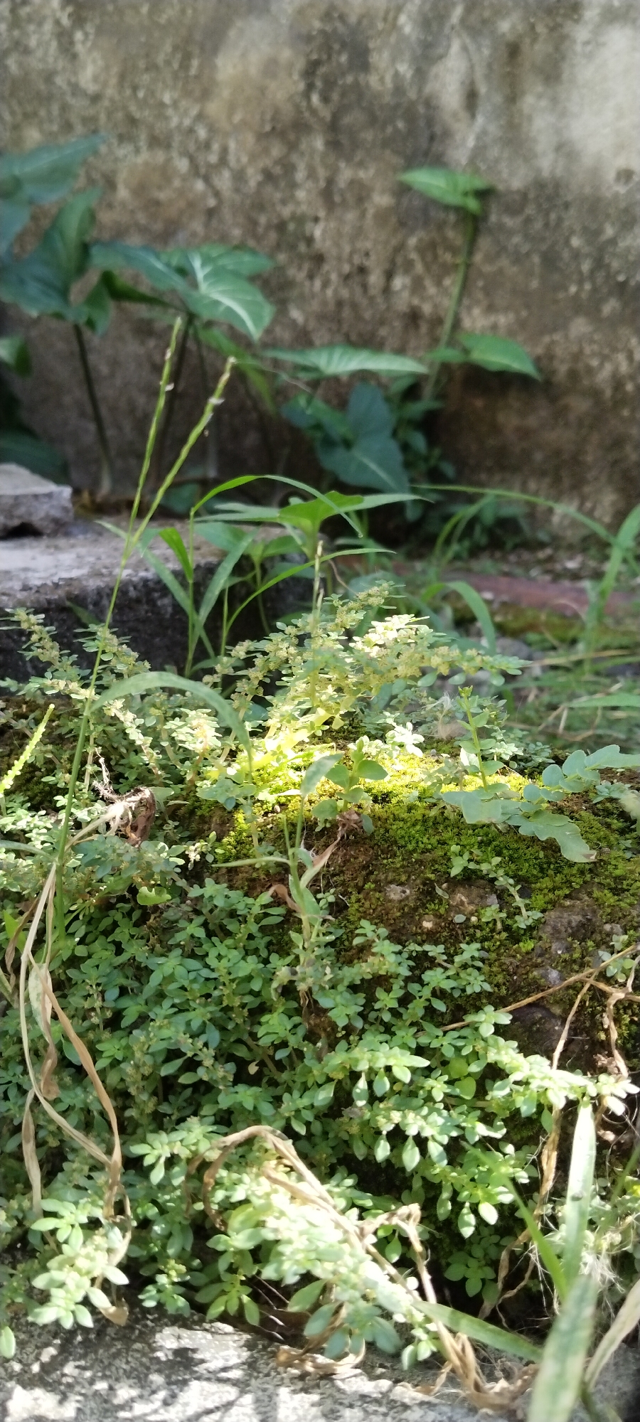 This image captures a close-up view of a lush patch of moss and small green plants growing on a rough, textured surface, possibly a rock or a wall. The plants are vibrant green, with tiny leaves and some delicate stems. Sunlight filters through, illuminating parts of the foliage, creating a bright, dappled effect. In the background, a weathered, mottled wall is visible, with larger green leaves from other plants emerging from behind it, suggesting a natural or semi-wild environment. The overall scene is one of natural growth and resilience, with a focus on the detailed textures of the small plants and moss. The location is specified as Duman, Indonesia, though no specific landmarks or urban features are depicted in the frame that would allow for immediate identification of its urban context within Duman.