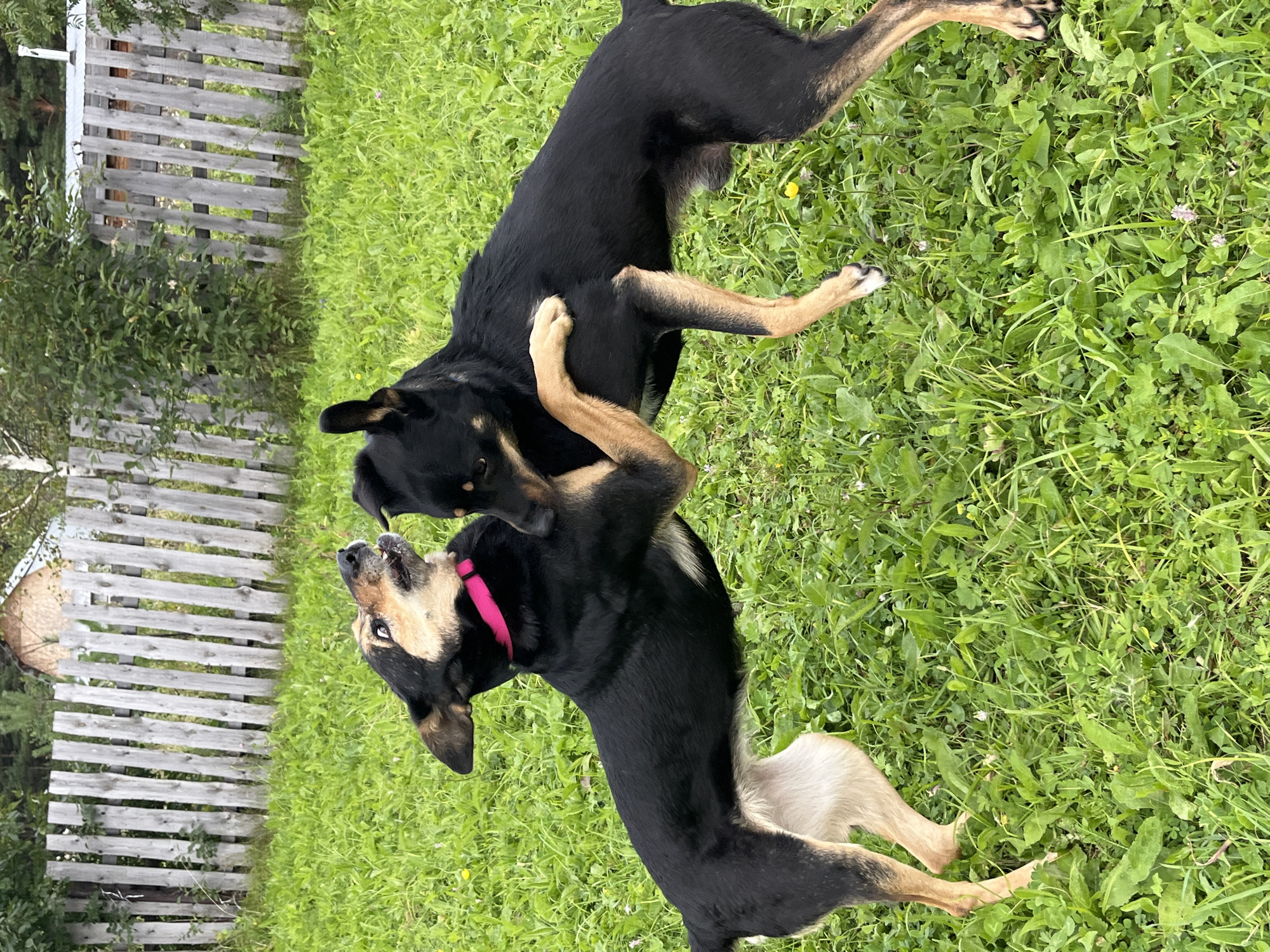 Two dogs are playing on a grassy lawn in front of a weathered wooden fence. One dog, with tan markings on its face and chest, wears a bright pink collar and is positioned on the left, facing right. It appears to be jumping or lunging, with its mouth open and eyes wide. The second dog, mostly black with tan legs, is on the right, facing left and slightly lower than the first dog. It has its front paws on the other dog's chest and neck. The background shows a simple wooden fence with vertical planks and a hint of greenery and a building behind it. The ground is covered in lush green grass with scattered small wildflowers. There is no indication of the location being in Nizhny Tagil, Russia, as no landmarks or context clues are present.