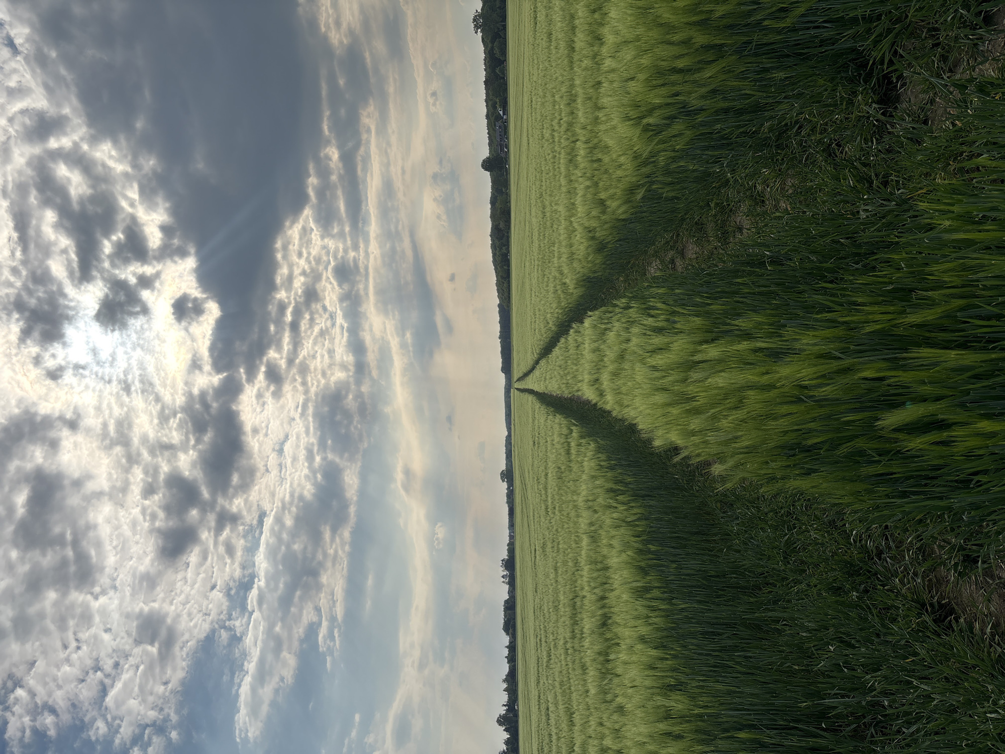 The image shows a field of green crops, likely grain, in Wegberg, Germany. A path runs through the field, dividing it lengthwise. The sky above is filled with a mix of dark and light clouds, with the sun visible through a break in the clouds. The horizon line is marked by trees and vegetation.