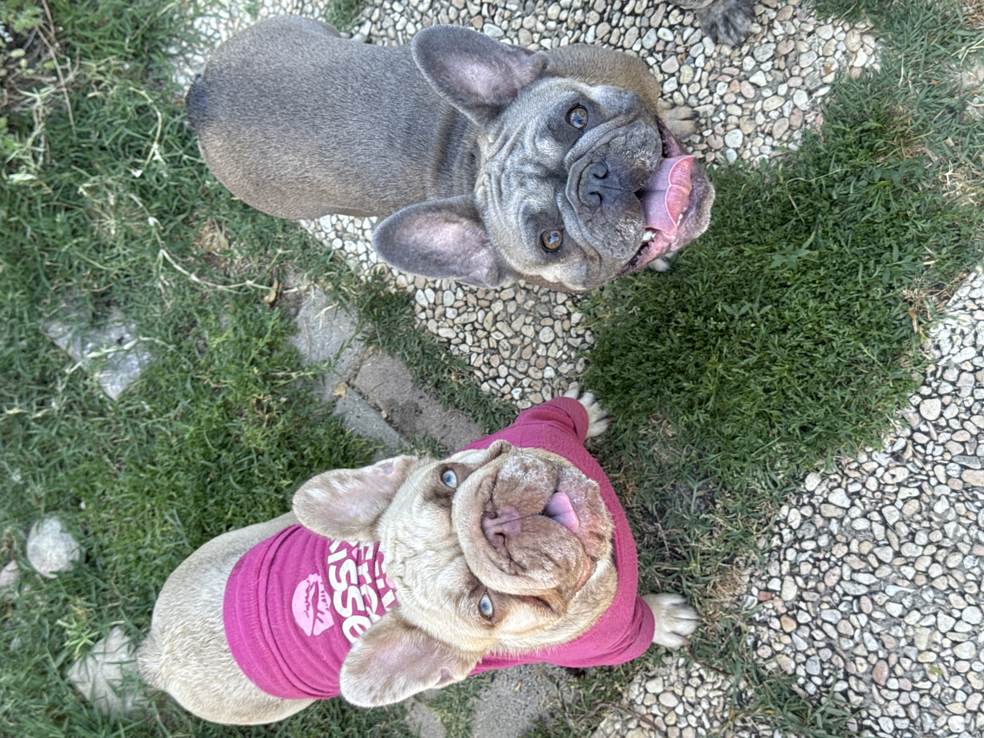 Two French Bulldogs are seen from a high angle looking up at the camera. One dog is on the left, wearing a pink shirt with white lettering that appears to read "KISS ME". This dog has light-colored fur and bright blue eyes. The other dog is on the right, with gray fur and brown eyes. Both dogs have their tongues hanging out and appear to be panting. They are standing on a surface composed of pebbles and patches of green grass. The background is out of focus, but appears to be a yard or outdoor space. This scene is not identifiable as being in San Benedetto del Tronto, Italy.