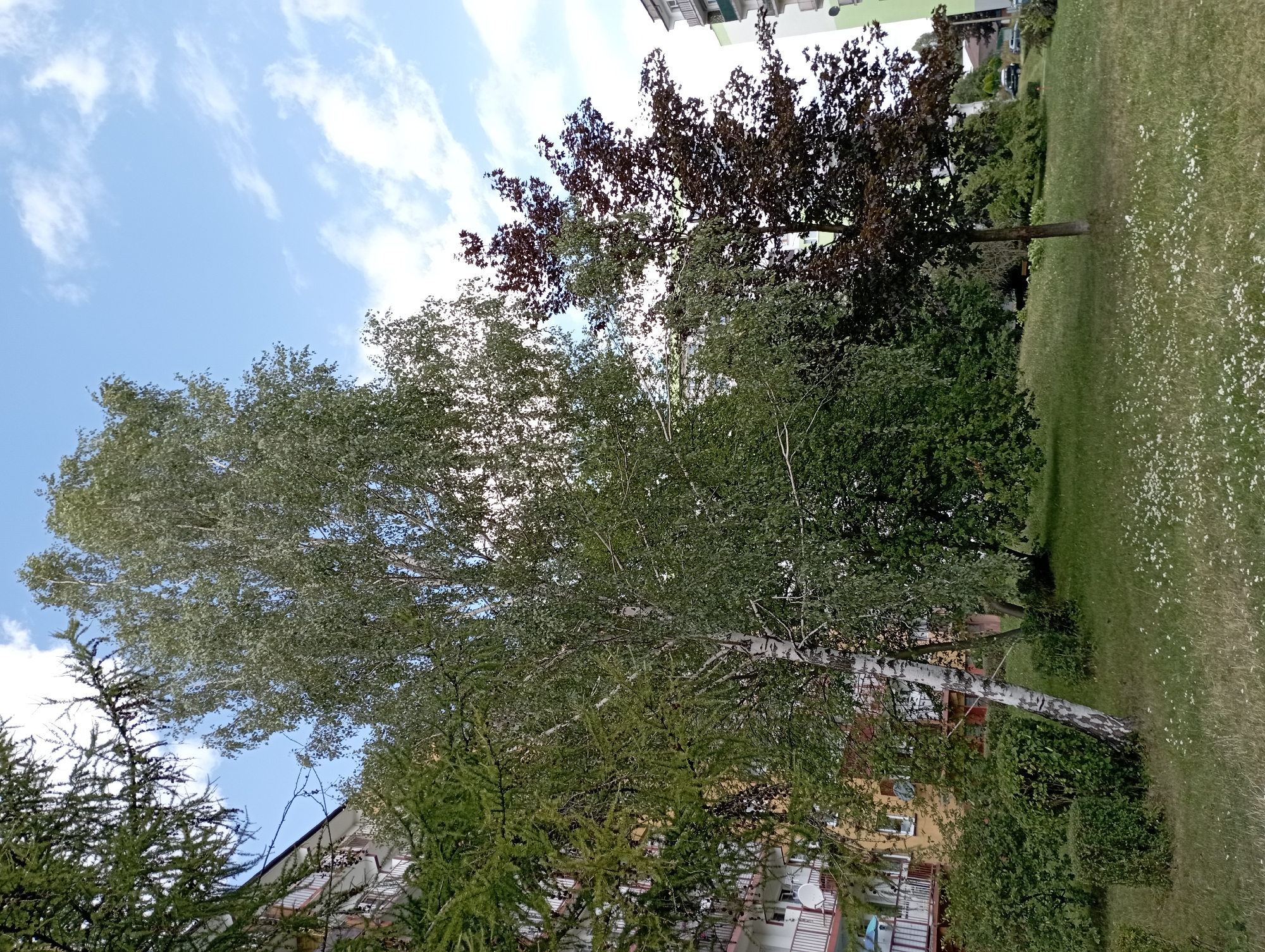 This image shows a view of an apartment building and trees on a sunny day in Siemianowice Śląskie, Poland. In the foreground, a grassy lawn is dotted with small white flowers. To the left, a tall birch tree with white bark stands out against a backdrop of green foliage. To the right of the birch tree, a smaller tree with dark reddish-brown leaves is visible. In the background, a portion of a yellow apartment building with white balconies is seen on the left, and a lighter colored apartment building is on the right. The sky is blue with scattered white clouds. A few parked cars can be seen in the distance.
