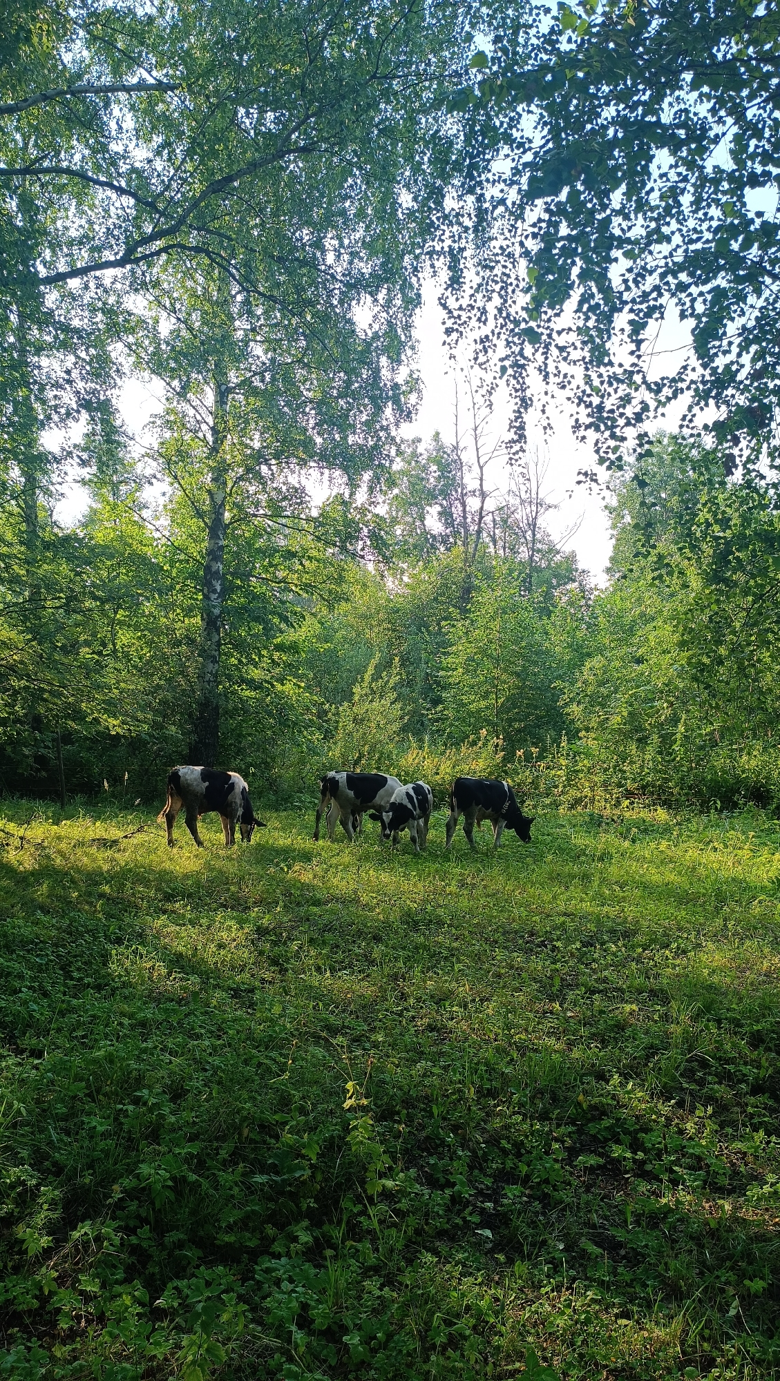 A herd of cows grazes in a sun-dappled forest clearing. Four cows, two adult and two younger, are visible. The adults are black and white, while the younger ones are mostly white with black markings. The cows are spread out in the lush green grass. The forest surrounding the clearing is dense with trees and foliage, with sunlight filtering through the leaves. The ground is covered in thick green grass and other low-lying plants. The scene is peaceful and natural, suggesting a rural or wilderness setting. The image is taken from a slightly low angle, looking up towards the trees.