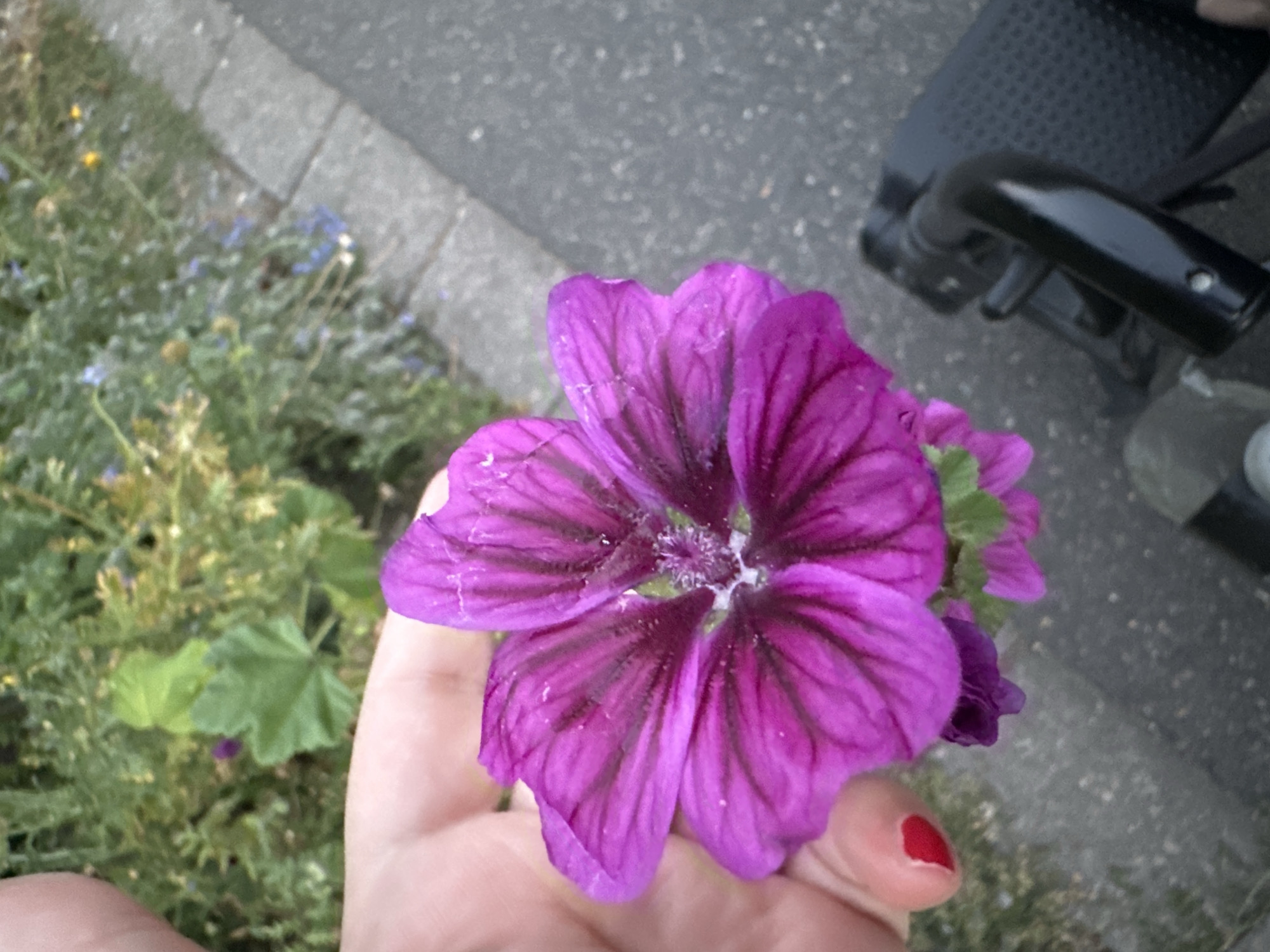 An adult hand, with a visible fingernail painted red, holds a large, vibrant purple flower with dark veins. The flower is the primary subject, with its petals spread open, revealing a lighter, fuzzy center. In the background, there is greenery with small blue and yellow flowers, and a paved surface that appears to be a sidewalk or street. Partially visible in the lower right corner is a portion of a black scooter. The image appears to be taken outdoors in Krefeld, Germany.