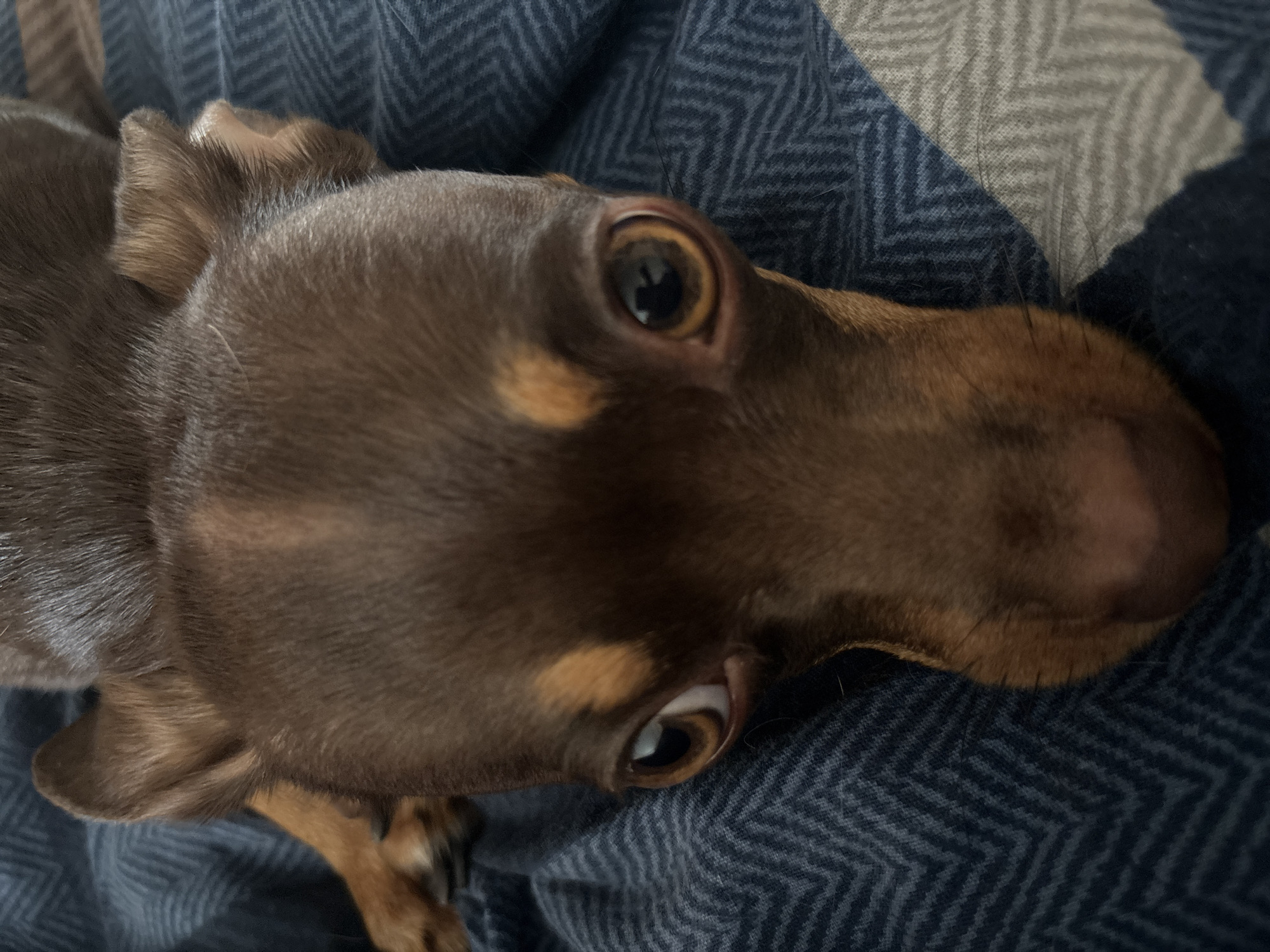 A close-up, high-angle shot shows a small brown dog with large, expressive eyes lying on a blue and grey patterned blanket. The dog's head is angled towards the viewer, with its snout prominent in the foreground. Its ears are slightly flared, and its fur is a rich reddish-brown with tan markings above its eyes and on its cheeks. The blanket has a woven texture with a chevron pattern. The image does not contain any specific details that would allow for its location to be identified as Khimki, Russia.