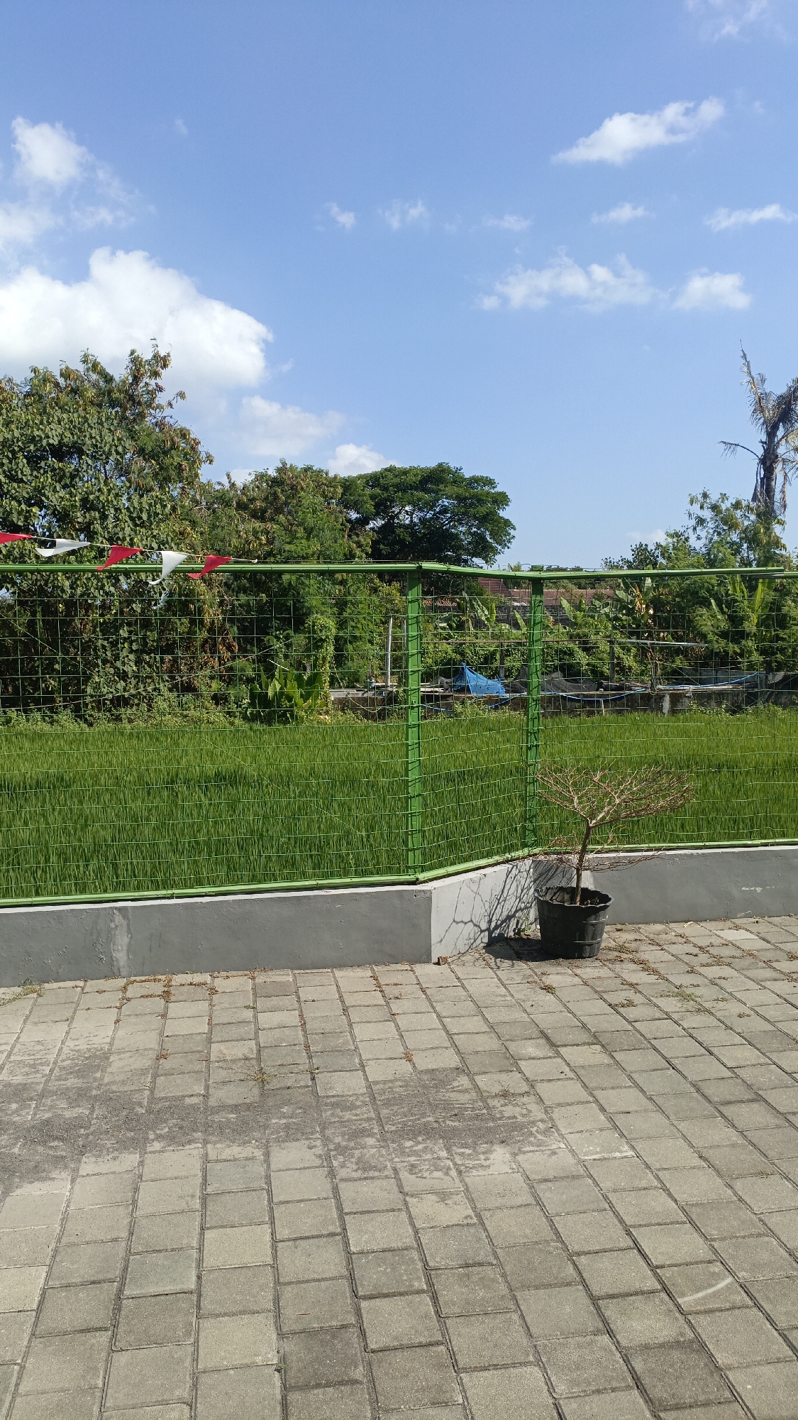 The image shows a view of a rice field in Trihanggo, Indonesia, on a sunny day with a blue sky and scattered clouds. A green metal fence encloses the field, which is covered in lush green rice plants. Red and white pennant flags are strung along the top of the fence. In the foreground, a paved area with gray interlocking pavers is visible, with a single potted, bare-branched tree to the right. A concrete planter box runs along the base of the fence. In the background, trees and some buildings can be seen. A blue tarp is visible in the field behind the fence.
