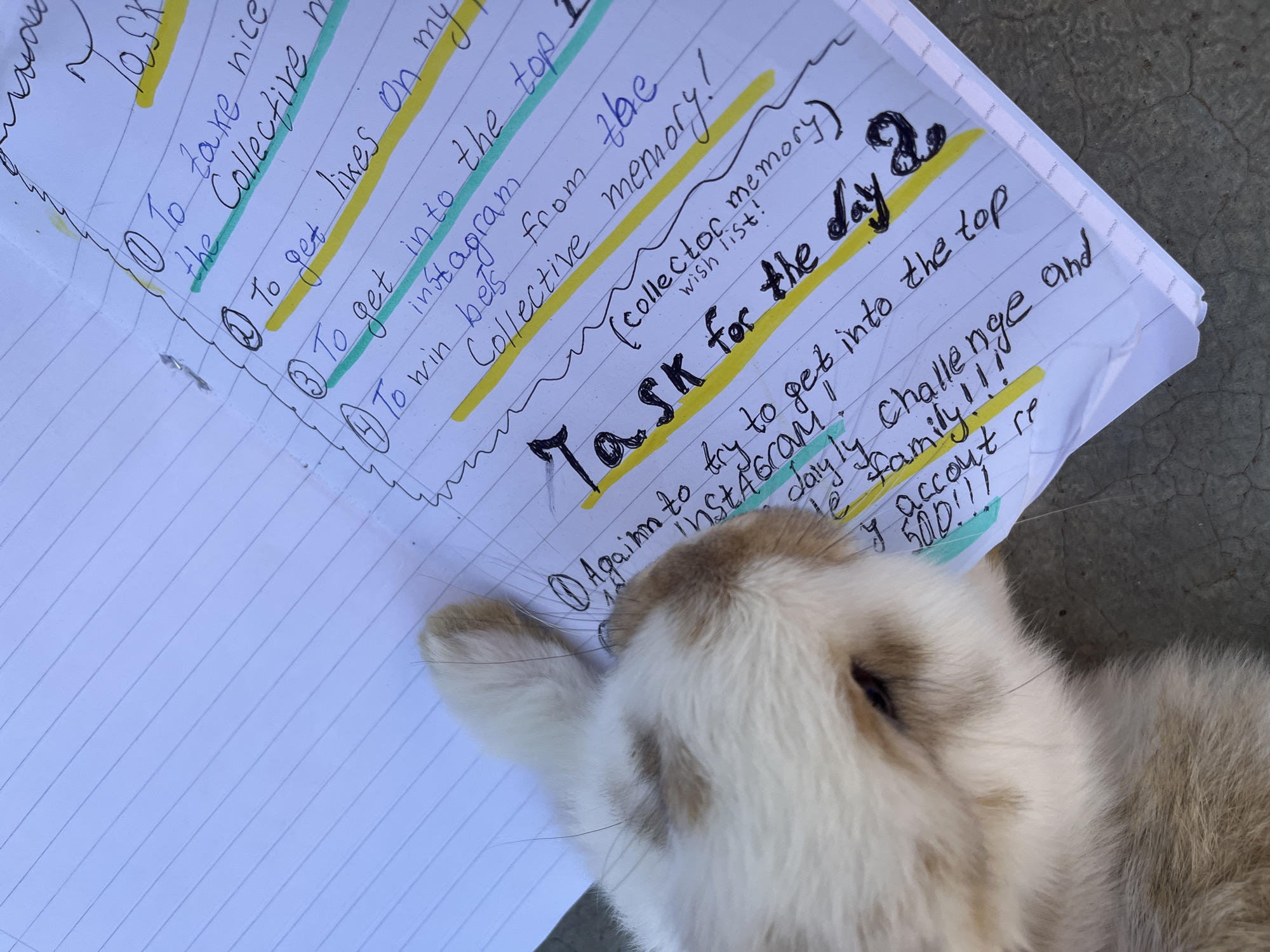 A close-up shot features a lined notebook with handwritten tasks partially obscured by a rabbit. The notebook's pages are filled with writing in blue ink, some of which is highlighted in yellow. The tasks listed include aims related to "the Collective" and "Instagram," with specific goals like getting likes and winning bets. Text on the page reads "Task for the day" and "collector memory."
The rabbit, which takes up a significant portion of the lower right area of the frame, appears to be lying down or resting near the notebook. Its fur is a mix of white, tan, and brown. The photo is taken at a close range, focusing on the detail of both the written tasks and the rabbit's features.
The location, Lozarevo, Bulgaria, is noted as the origin of the image.