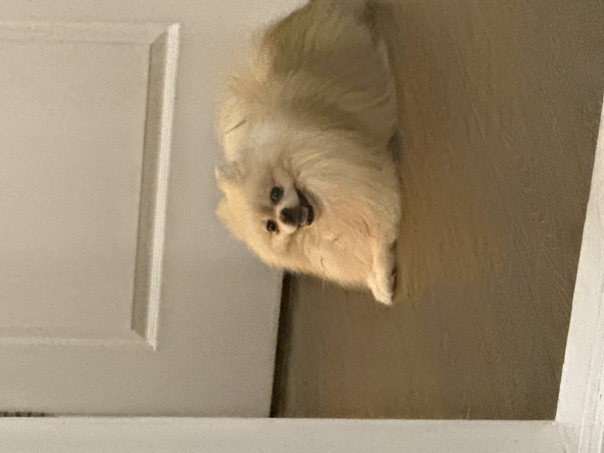 A cream-colored Pomeranian dog is lying on a brown floor in front of a white door. The dog is facing the camera with its mouth slightly open, appearing to be smiling. Its fur is fluffy and its ears are pointed. The door behind the dog has a horizontal decorative line. The lighting is soft, suggesting an indoor environment. The image quality is slightly grainy.