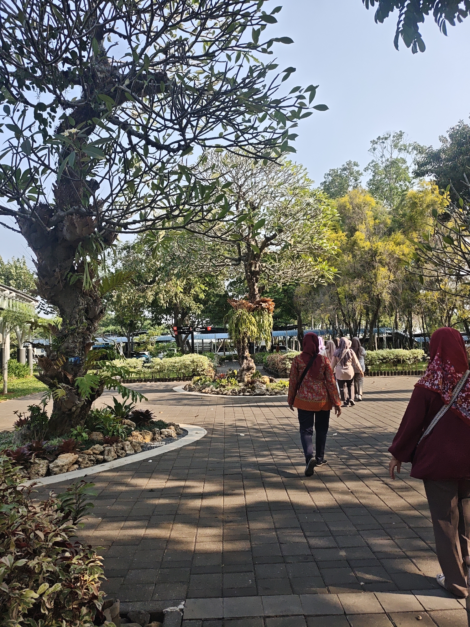 This image depicts a scene at the Wisma Salaman complex in Purworejo, Indonesia. The foreground features a paved walkway with a pattern of dark grey rectangular tiles, marked by the dappled shadows of overhead trees. To the left, a large, gnarled tree with mossy bark and hanging ferns stands prominently. Its branches, sparse in some areas, are partially covered in small green leaves. In front of this tree, a garden bed is visible, containing various plants with red and green foliage, interspersed with rocks.
Further along the walkway, several individuals are walking away from the camera. They are dressed in modest attire, including headscarves (hijab) and long-sleeved tops and pants. One woman in the immediate foreground wears a maroon top with white floral accents and a white strap across her shoulder, paired with brown pants. Another woman ahead of her is dressed in a red and orange patterned top and dark pants. Other figures further down the path are also visible, suggesting a group walking together.
The background reveals a lush, green environment with a variety of trees, some with yellow foliage, creating a vibrant contrast. Beyond the trees, structures with blue roofs and white pillars are visible, possibly part of the Wisma Salaman complex. The sky is clear and bright blue, indicating a sunny day. The overall impression is one of a peaceful, well-maintained outdoor space within a complex, likely a place for recreation or contemplation.