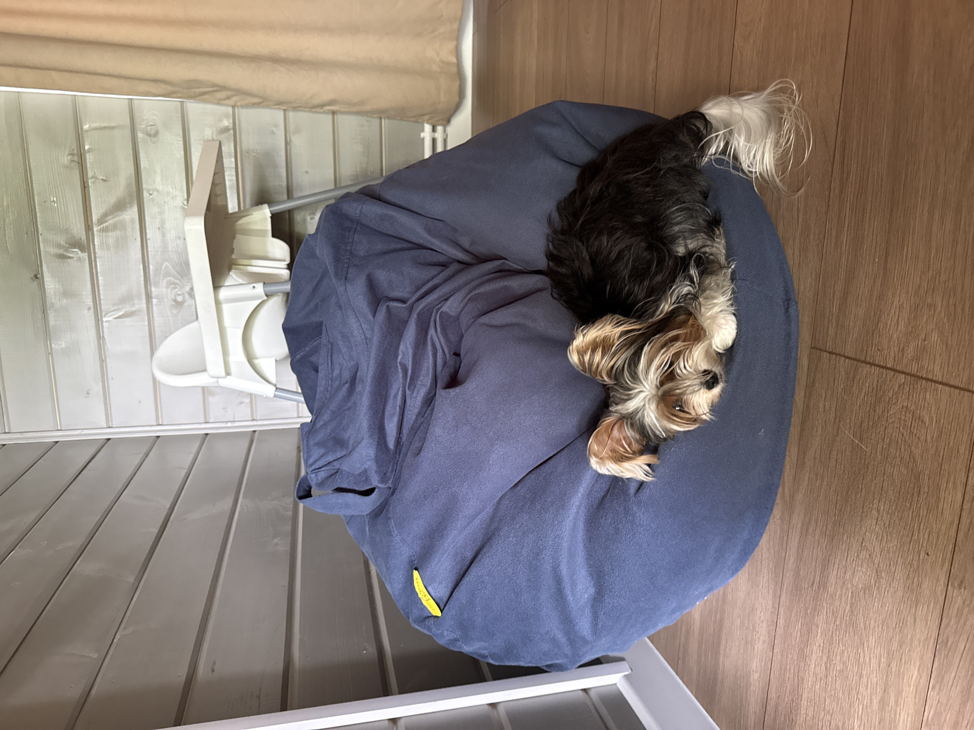 A medium-sized, black-and-tan Yorkshire Terrier is lying on a navy blue beanbag chair in Buzhaninovo, Russia. The dog's tail, which is black and white, extends slightly off the side of the chair onto the wooden floor. The beanbag chair is positioned next to a white, plastic highchair. The scene also includes a wall with light gray vertical panels and a tan-colored curtain partially visible in the background.