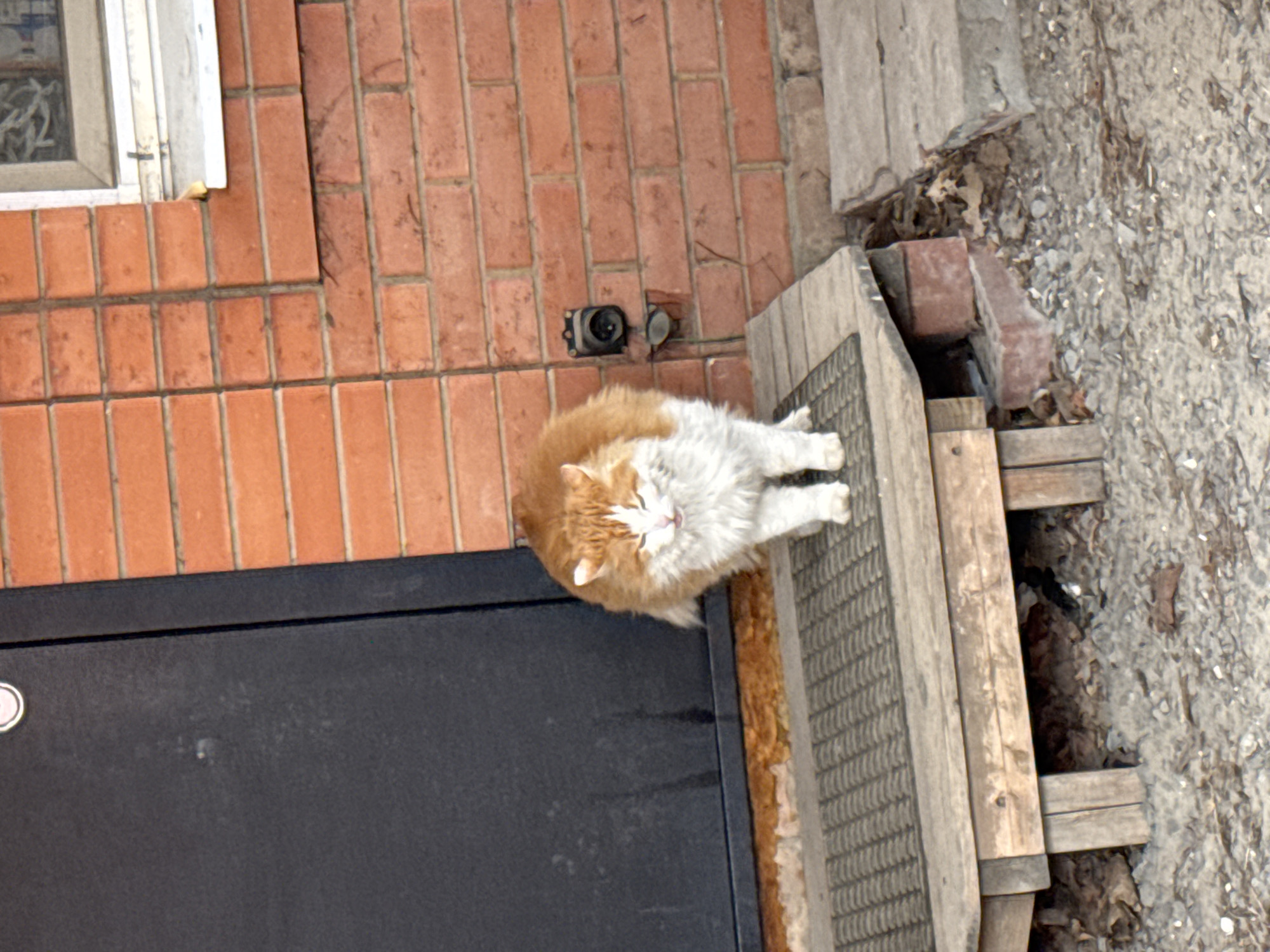 A photograph shows an orange and white cat sitting on a wooden step next to a brick wall and a dark-colored door. The photograph does not contain enough information to identify its location in Rostov-on-Don, Russia.