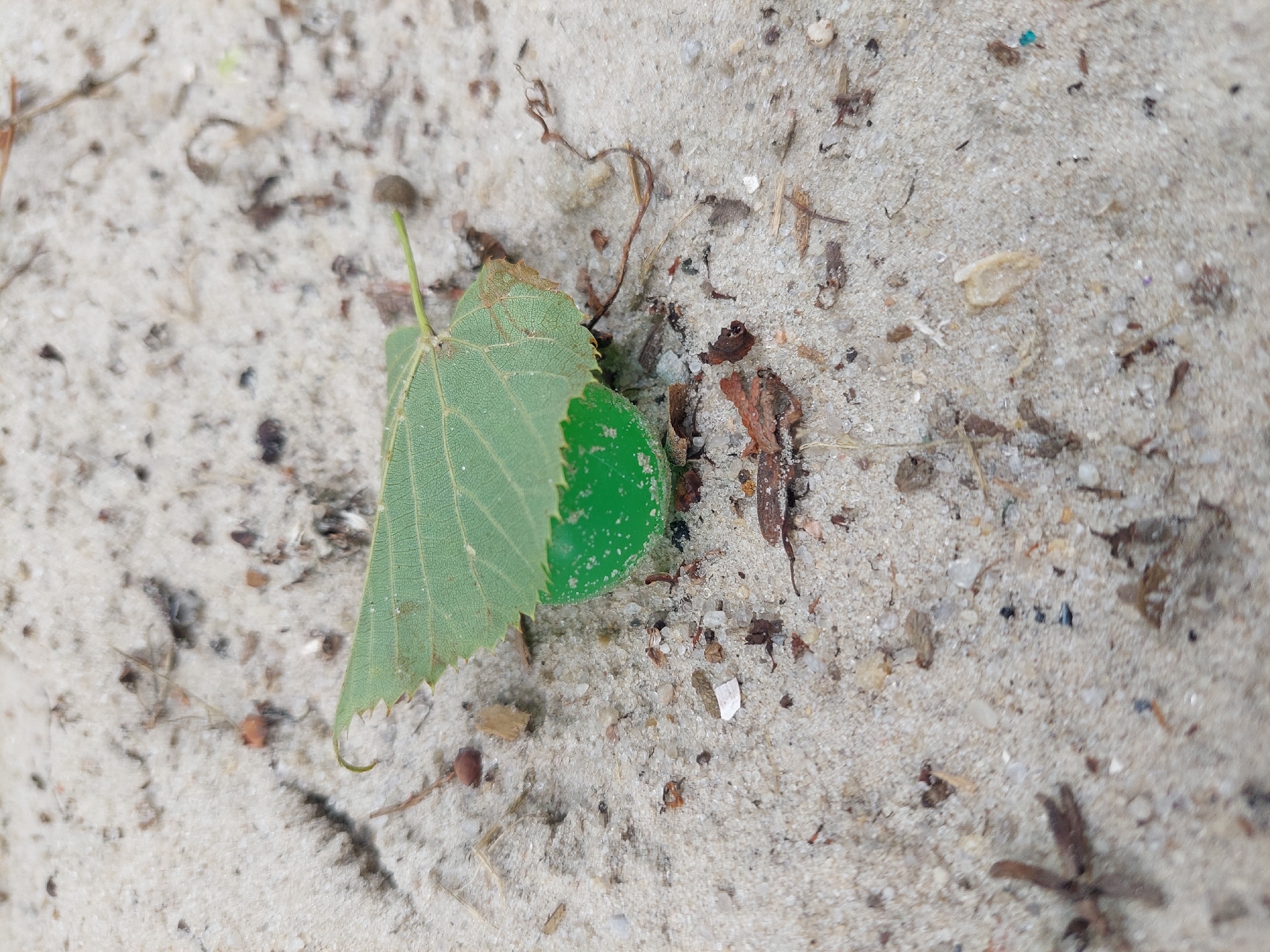 A close-up, ground-level view of a green piece of sea glass nestled under a dry, green leaf on a sandy surface. The sand is light brown and speckled with small pebbles, bits of dried plant matter, and other debris. The leaf is partially dried, with some brown edges, and its veins are clearly visible. The sea glass is smooth and rounded. The background is blurred, suggesting a shallow depth of field. The scene is set in the natural environment of the city of Alikonovka, Russia.