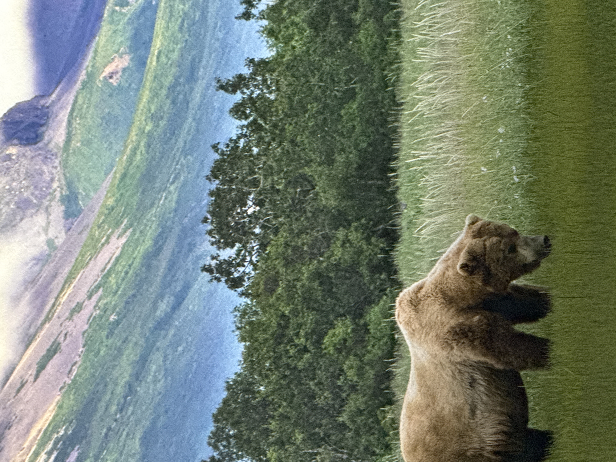 The image depicts a brown bear foraging in a grassy field. In the background, a dense forest of green trees is visible, with a mountainous landscape rising beyond. The sky is a muted blue with some light clouds. The scene is natural and appears to be in a wilderness area. There is no indication that this image is related to the city of Saratov, Russia.