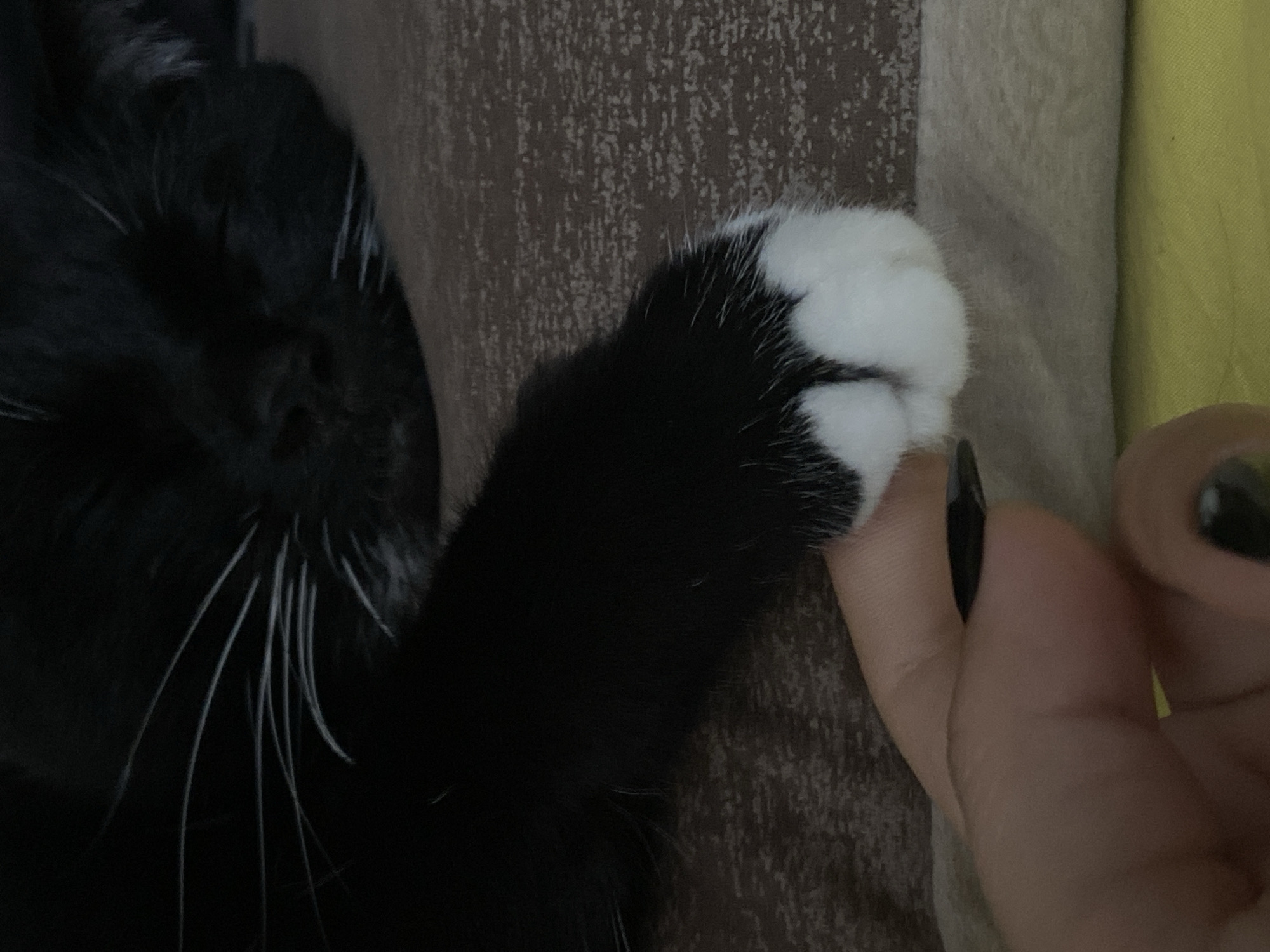 A close-up, slightly angled shot shows a black cat's paw with white toes resting on a textured brown surface, possibly a blanket or cushion. A human hand, with dark nail polish, is reaching towards the paw, with the fingertips and thumb visible in the foreground. The cat's face is blurred and out of focus in the background, with its whiskers visible. The lighting is dim. There is no visible information or context to suggest the location is Chaikovsky, Russia.
