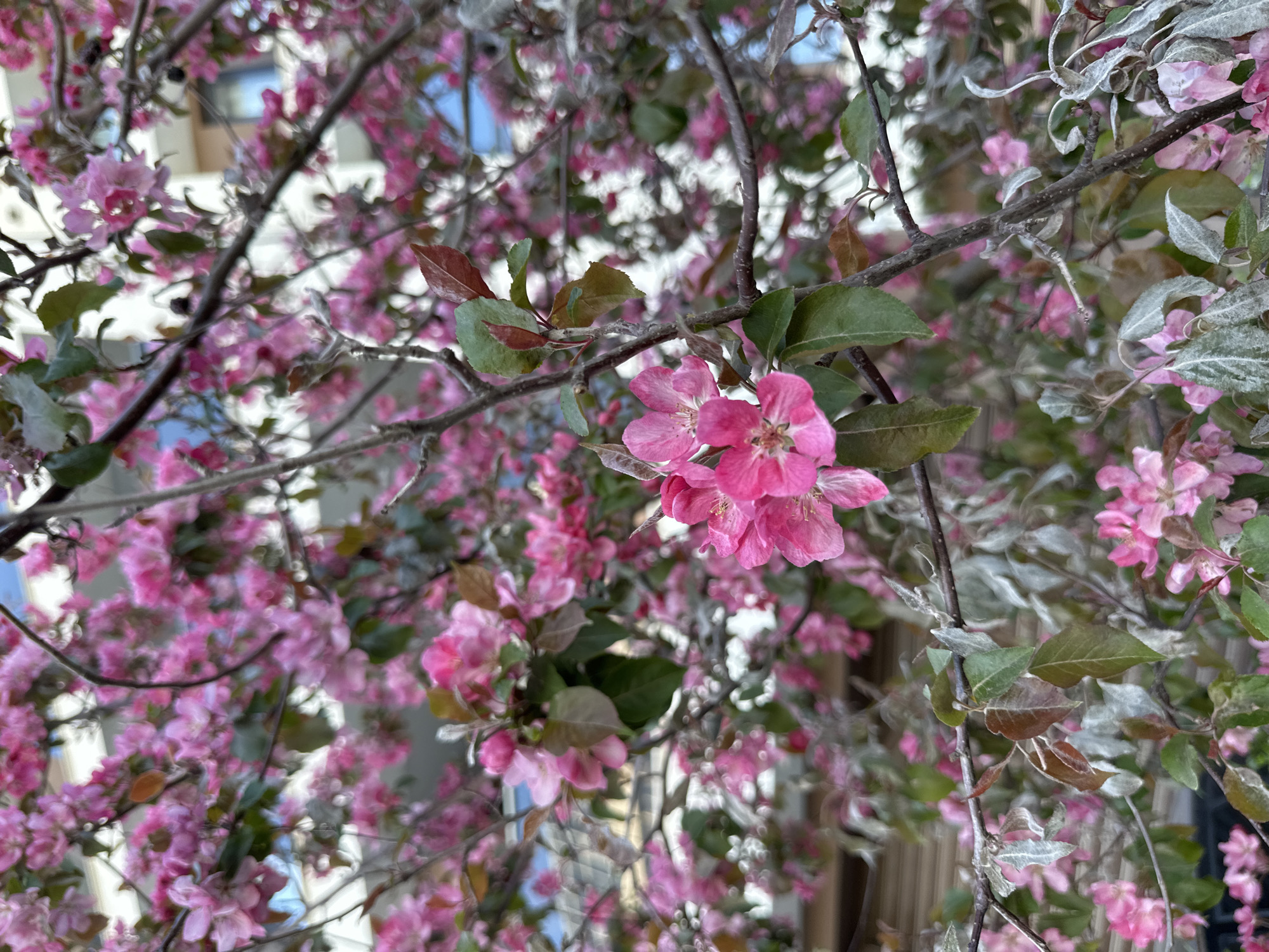 Close-up of pink Crabapple tree blossoms in Sofia, Bulgaria. The image contains branches with pink flowers and green leaves. Building details are partially visible in the background.