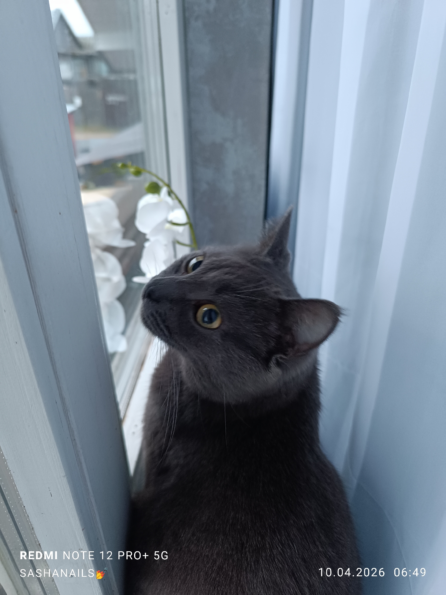 A gray cat is sitting on a windowsill next to a white curtain. The cat is looking towards a window with white flowers visible outside. The window frame is white. The photo was taken with a Redmi Note 12 Pro+ 5G, and the text at the bottom indicates it was taken on 10.04.2026 at 06:49. The location, Chaikovsky, Russia, is based on the filename associated with the image.