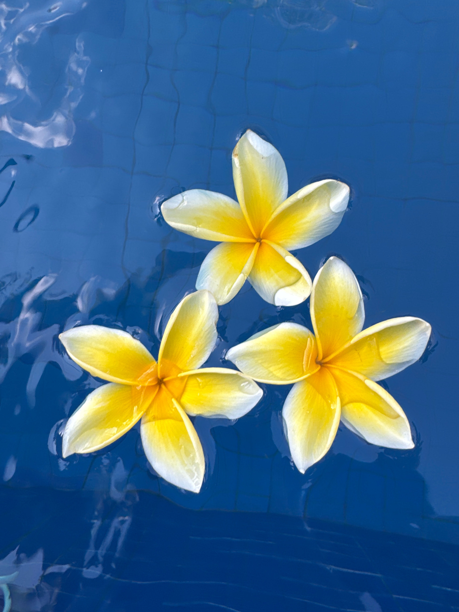 A close-up overhead shot shows three white and yellow plumeria flowers floating on the surface of a dark blue swimming pool. The flowers are arranged in a triangular formation. The water has a tiled bottom with visible grout lines. The light creates reflections on the water's surface. The scene is calm and serene, conveying a sense of tranquility. It is not possible to determine the specific location within Denpasar, Indonesia.
