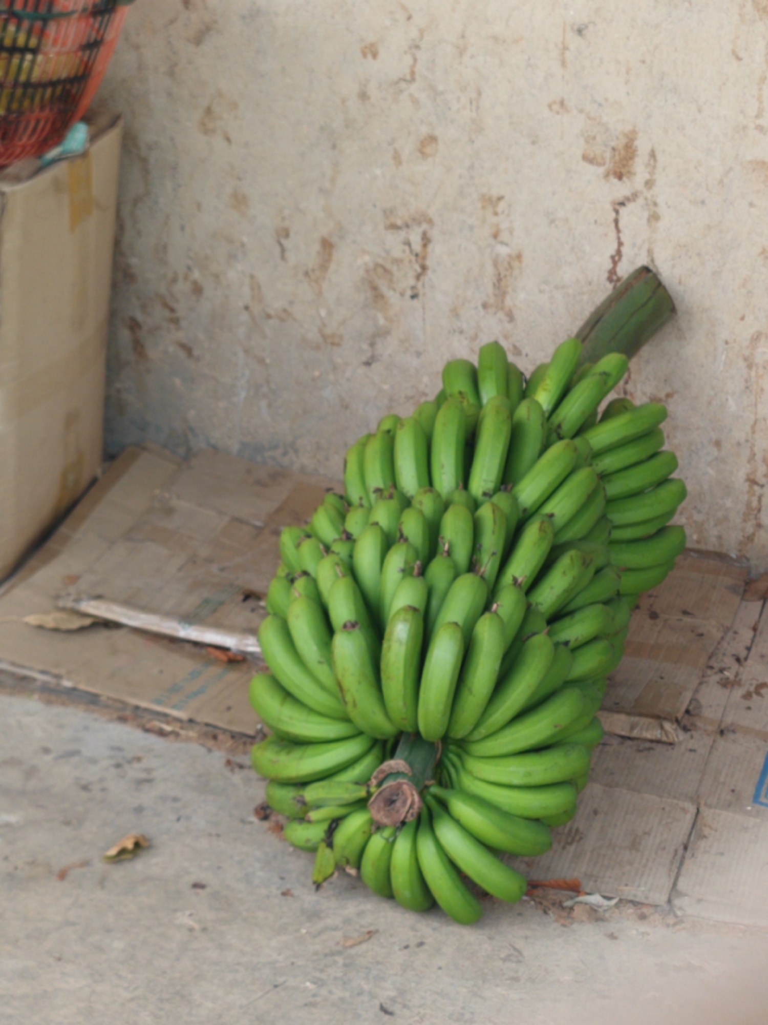 A large bunch of green, unripe bananas is the central subject of this image, resting on a piece of cardboard on the ground. The bananas are arranged in a dense cluster, still attached to their central stalk, indicating they were recently harvested. They are uniformly green, suggesting they are not yet ripe for consumption.
The setting appears to be an outdoor or semi-sheltered area, possibly in D'Ran, Vietnam. In the background, there is a weathered, light-colored concrete or stucco wall with irregular brown stains and textures. To the left, a portion of a brown cardboard box is visible, and above it, part of a red and green woven basket can be seen. The ground beneath the bananas and cardboard is a light grey concrete or paved surface, showing some dirt and a few small debris like dried leaves.
No human activity is depicted, and the scene is static. The lighting suggests it is daytime, though there are no harsh shadows to indicate direct sunlight, possibly an overcast day or a shaded location. There is no visible text in the image. The overall impression is one of a simple, everyday scene, likely related to the storage or sale of produce in a local environment.