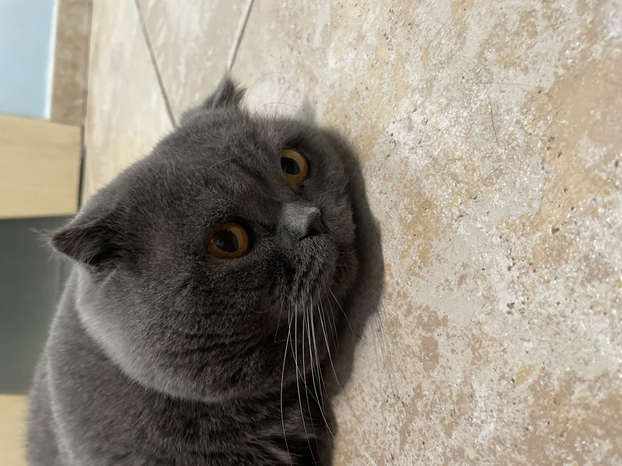 A close-up, eye-level shot shows a grey Scottish Fold cat lying on a tiled floor. The cat's body is mostly out of frame, with its head positioned in the center of the image. Its ears are folded forward, and its wide, amber eyes are looking to the right. Long white whiskers extend from its nose. The floor is made of tan tiles with white and grey speckles. The background is out of focus, showing a hint of a light-colored wall and a darker surface.