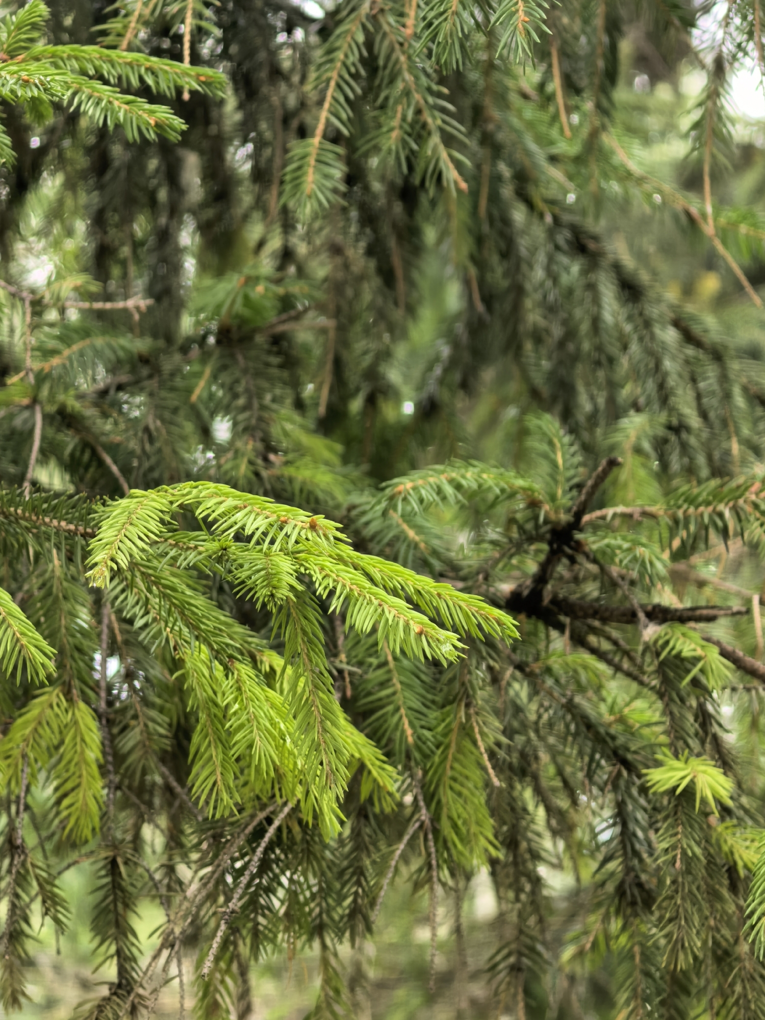 The image shows a close-up view of green pine needles on tree branches. The background is out of focus, with a soft blur of green and brown hues suggesting more pine trees or foliage. The lighting appears natural, possibly indicating an overcast day or shade. There are no people, animals, or man-made objects visible in the frame. The image is a detailed, naturalistic shot of evergreen foliage, highlighting the texture and color of the pine needles and branches. The location in Sterlitamak, Russia, is not visually represented within the image itself.