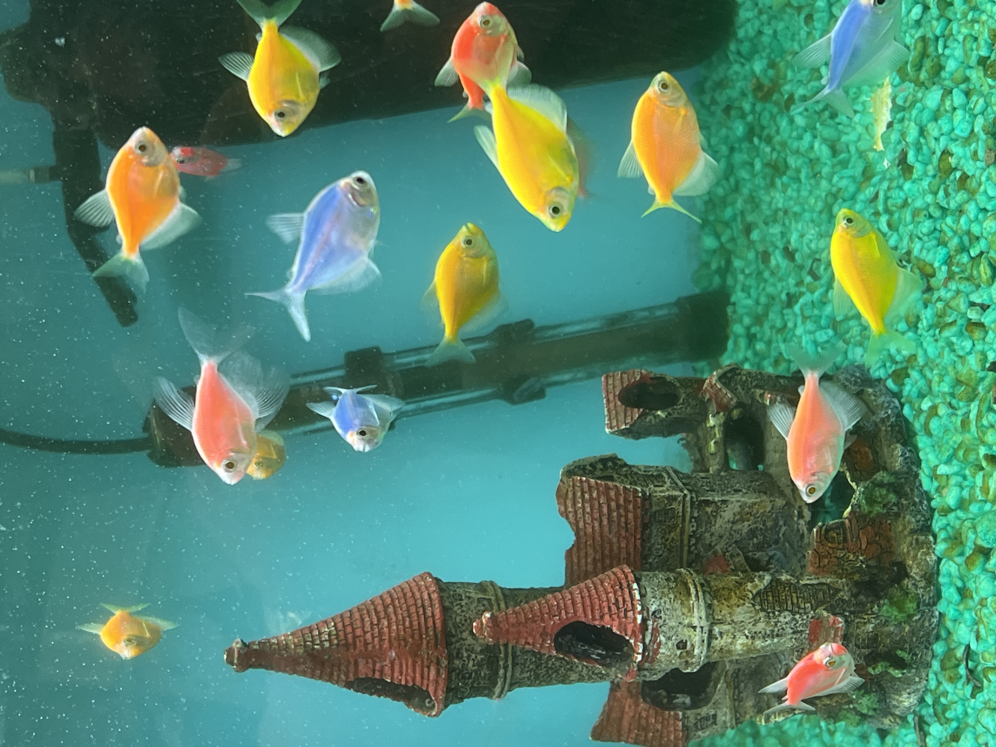 The image shows an aquarium filled with several brightly colored, small fish. The fish are primarily orange, yellow, pink, and blue. There is a decorative castle-like structure in the bottom left corner of the tank. The aquarium appears to be part of a home or public display, but there is no indication of its specific location in Constanța, Romania, or any other city. The water is clear, and the gravel at the bottom is a bright green color. The lighting suggests an indoor environment.