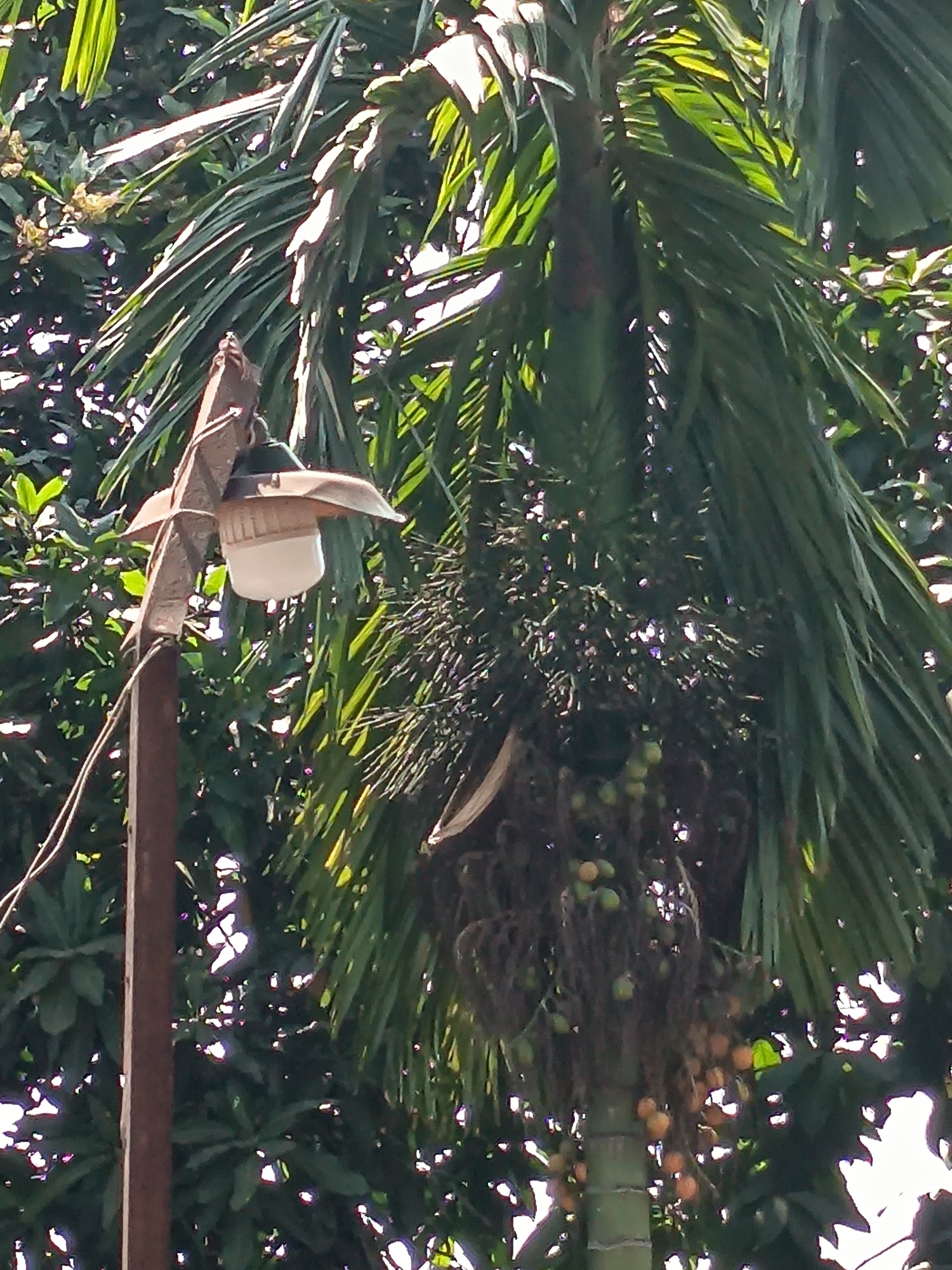 A close-up, vertical shot features a weathered lamp attached to a wooden pole on the left, surrounded by lush, green palm fronds and foliage. The lamp, with its metallic shade and white bulb, hangs from a wire. In the background, a palm tree trunk is visible, adorned with clusters of small, round fruits, some of which appear to be a pale orange or yellow color. The lighting suggests it is daytime, with sunlight filtering through the leaves, creating bright highlights and casting shadows. The overall scene is that of an outdoor environment, likely a garden or natural area within Kandangjati Wetan, Indonesia, with the dense greenery and palm trees indicating a tropical or subtropical climate.