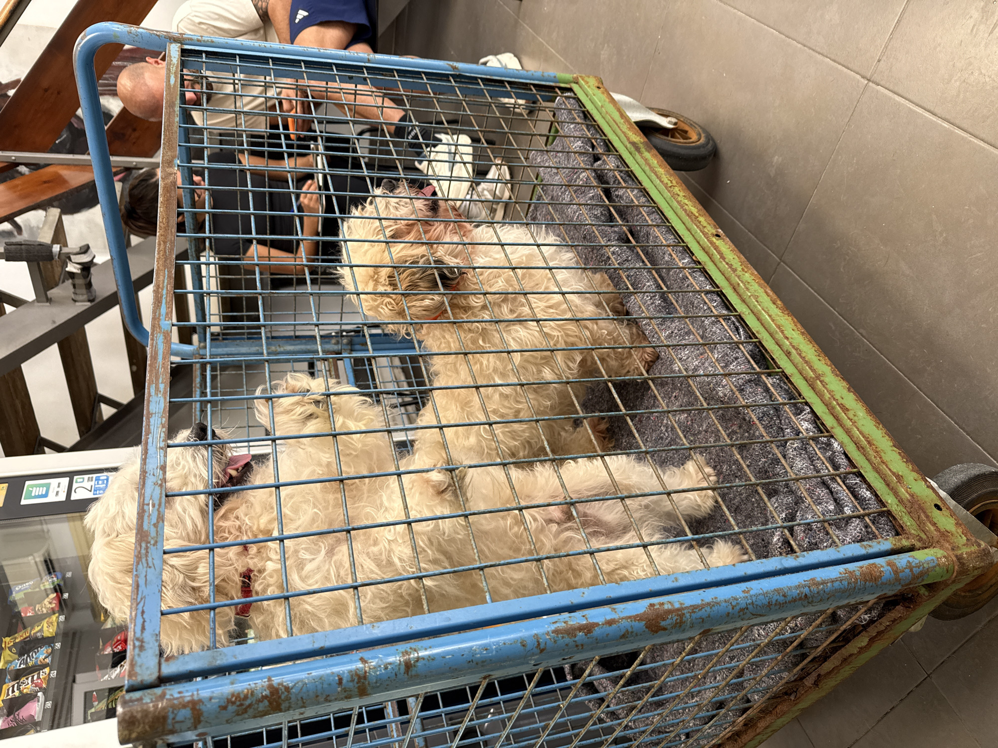 The image captures two light-colored, fluffy dogs resting inside a large, rectangular metal cage or cart, likely indoors in Barcelona, Spain. The cage shows significant rust, with its primary frame being blue and a section of the top frame in green. A grey, textured blanket or mat lines the bottom of the cage.
One dog, a cream-colored Poodle or Poodle-mix, lies on its side towards the front of the cage, with its head slightly raised and tongue visibly out, suggesting it might be warm or panting. It wears a red collar. The second dog, similar in appearance, lies further back, also appearing relaxed or asleep.
In the background, partial views of several people are visible, indicating an active environment. One person with dark hair is seen leaning over, wearing a black shirt. Another person's legs, wearing light-colored shorts and dark blue athletic shorts, are also present. To the left, a wooden railing and a section of stairs are visible. On the far left, a white vending machine is partially cropped, displaying various snack items like "Oreo" and "M&M's," along with a prominent number "2." The floor is tiled in a dark grey. To the right of the cage, a single wheel from another cart or piece of equipment is visible against the tiled floor. The scene suggests a temporary holding or transport area within a commercial or public building.