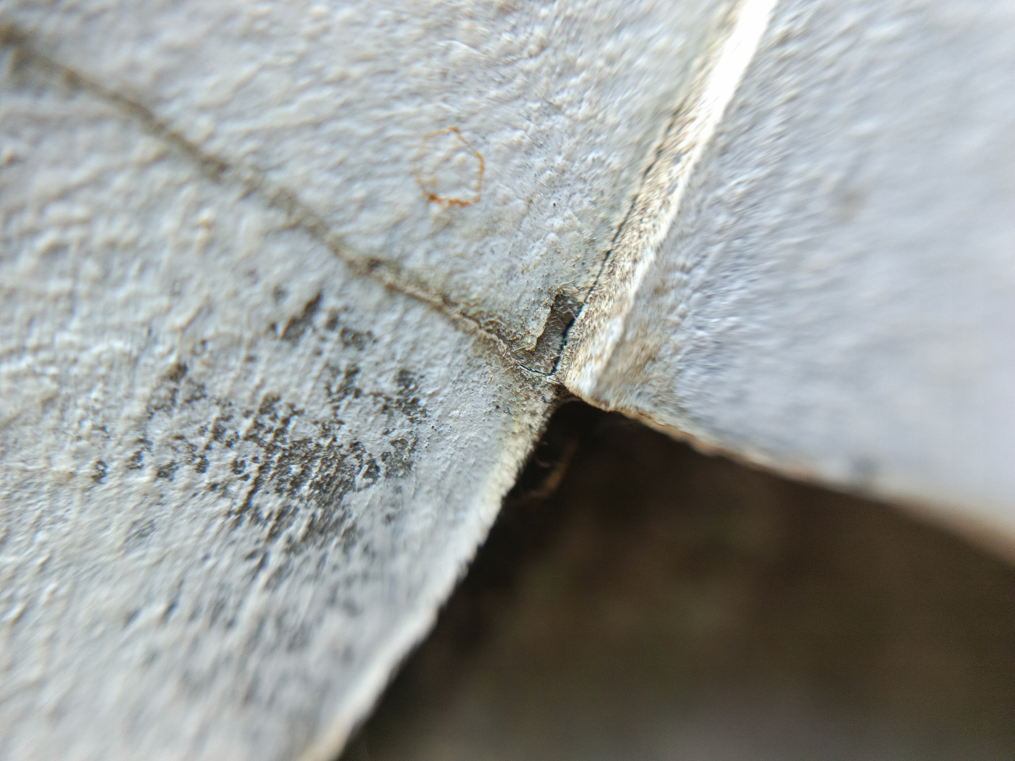A close-up, macro photograph captures the textured surface of what appears to be aged, light-colored wood. Two pieces of wood meet at an angle, creating a crevice. The surface of the wood is rough, with visible grain patterns and small imperfections, including dark specks and a small, reddish-brown circular mark. The lighting creates a bright highlight along the edge of one piece of wood. The background is a blurred, darker brown. The image provides no information about the city of Margajaya, Indonesia, or any people, actions, or interactions.
