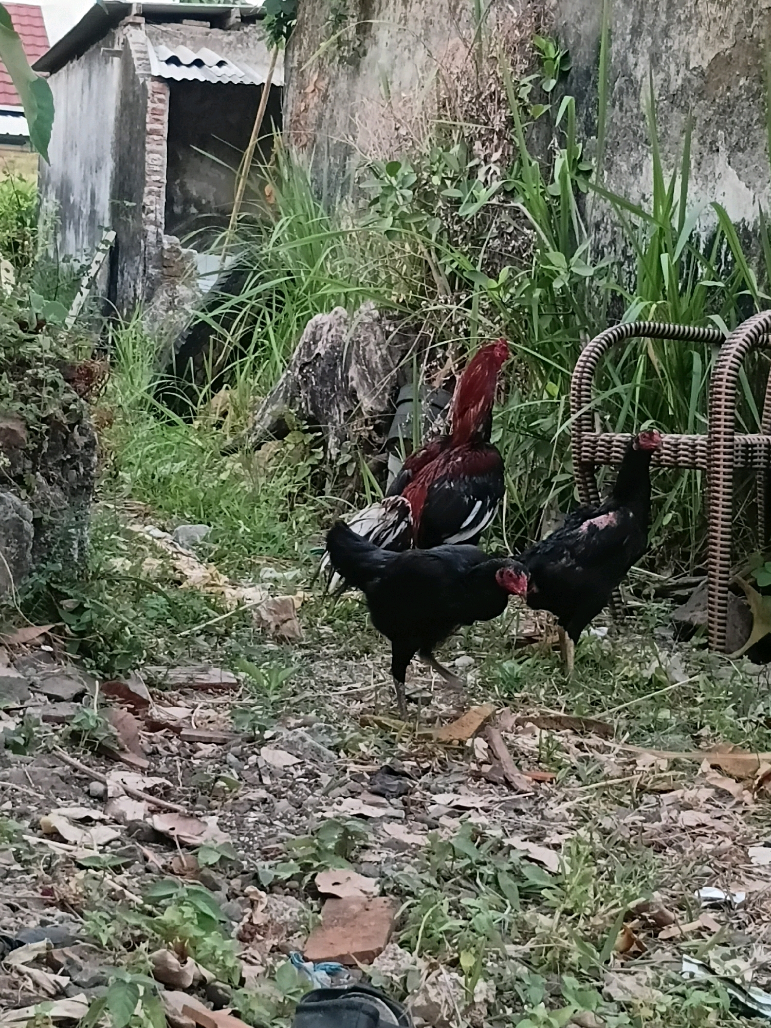 Three chickens are visible in a cluttered outdoor area with a worn, partially ruined building in the background. A large rooster with red and black plumage stands prominently in the center, facing right. To its left, a black hen walks forward, its head down. To the right of the rooster, another black hen stands facing forward, with a pinkish patch on its neck. The ground is covered in dirt, leaves, and scattered debris, including pieces of brick and some trash. Lush green grass and weeds grow abundantly, partially obscuring the ground. A wicker chair is partially visible on the right side of the image. The environment suggests an informal, possibly rural or semi-urban setting. There is no visible indication of the specific location within Cikal, Indonesia, beyond the general description of the scene.