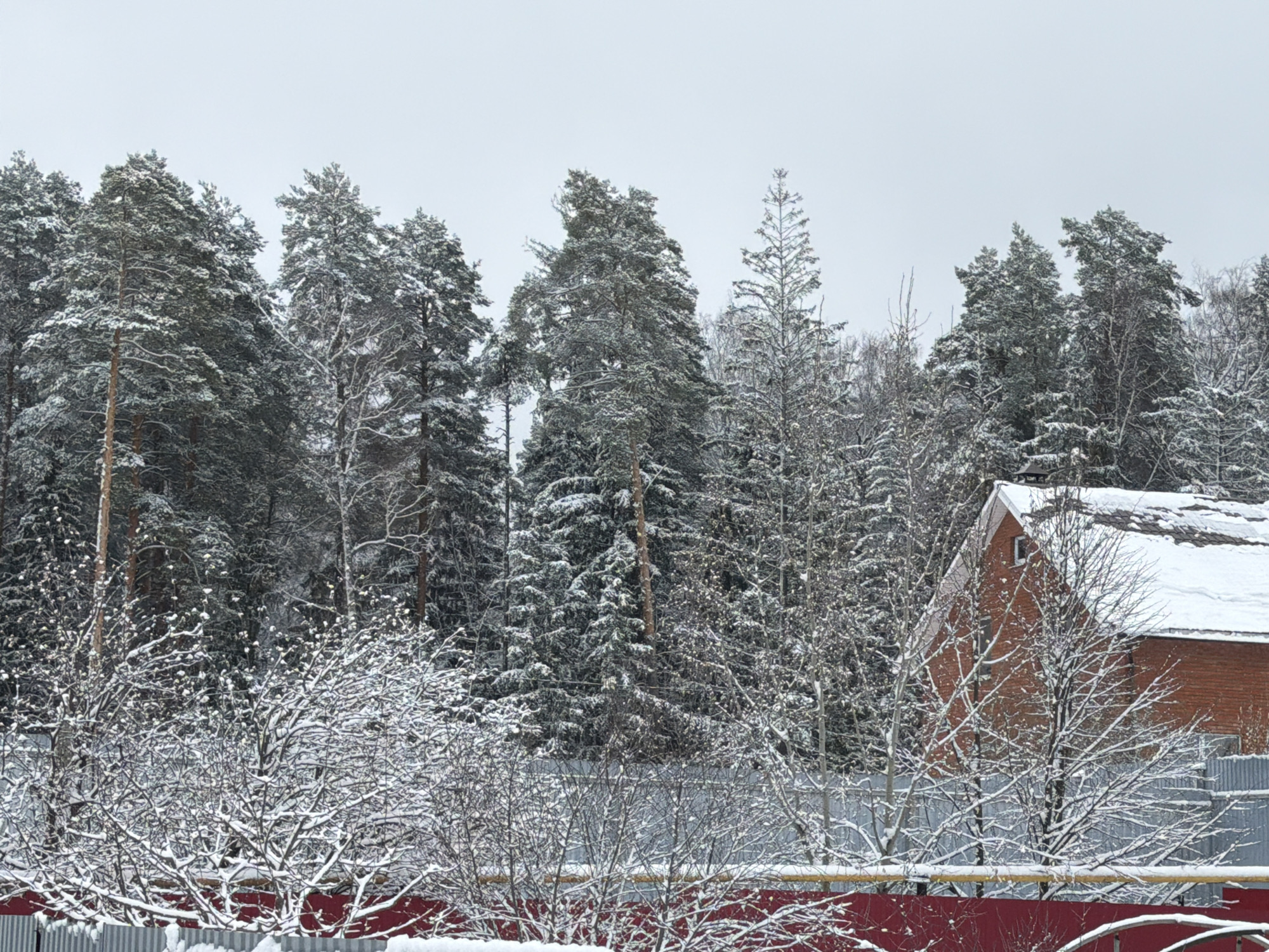 The image depicts a snowy, overcast scene in what appears to be a residential or suburban area. A dense cluster of evergreen trees, possibly pine or fir, dominates the background, heavily laden with snow. In the middle ground, deciduous trees and shrubs are also covered in snow, their bare branches creating a delicate network against the backdrop. A two-story brick house is visible on the right side of the image, its roof also blanketed in snow. A fence, painted red on the visible side, runs across the lower portion of the frame. The image presents a cold, wintry environment. The location, Chaikovsky, Russia, has been specified. No people are visible in the frame.
