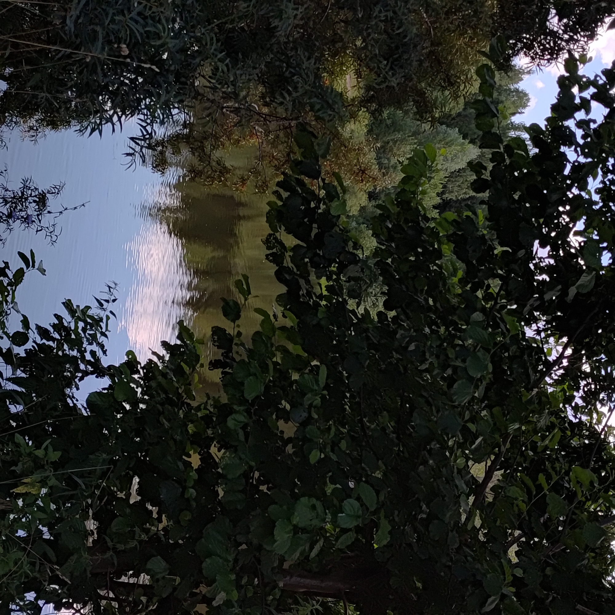 The image depicts a serene natural landscape with a body of water framed by dense foliage. The water reflects the sky and the surrounding trees, creating a tranquil atmosphere. On the far side of the water, a lush forest can be observed, with a variety of trees and vegetation. The foreground is dominated by the branches and leaves of trees, which partially obscure the view of the water and the forest beyond. The lighting suggests it might be daytime, possibly late afternoon or early morning, given the soft light and reflections. The scene appears to be located in a rural or park-like setting, consistent with the natural beauty often found in areas like Markovo, Russia. There are no people or animals visible in the image. The overall impression is one of natural beauty and peacefulness.