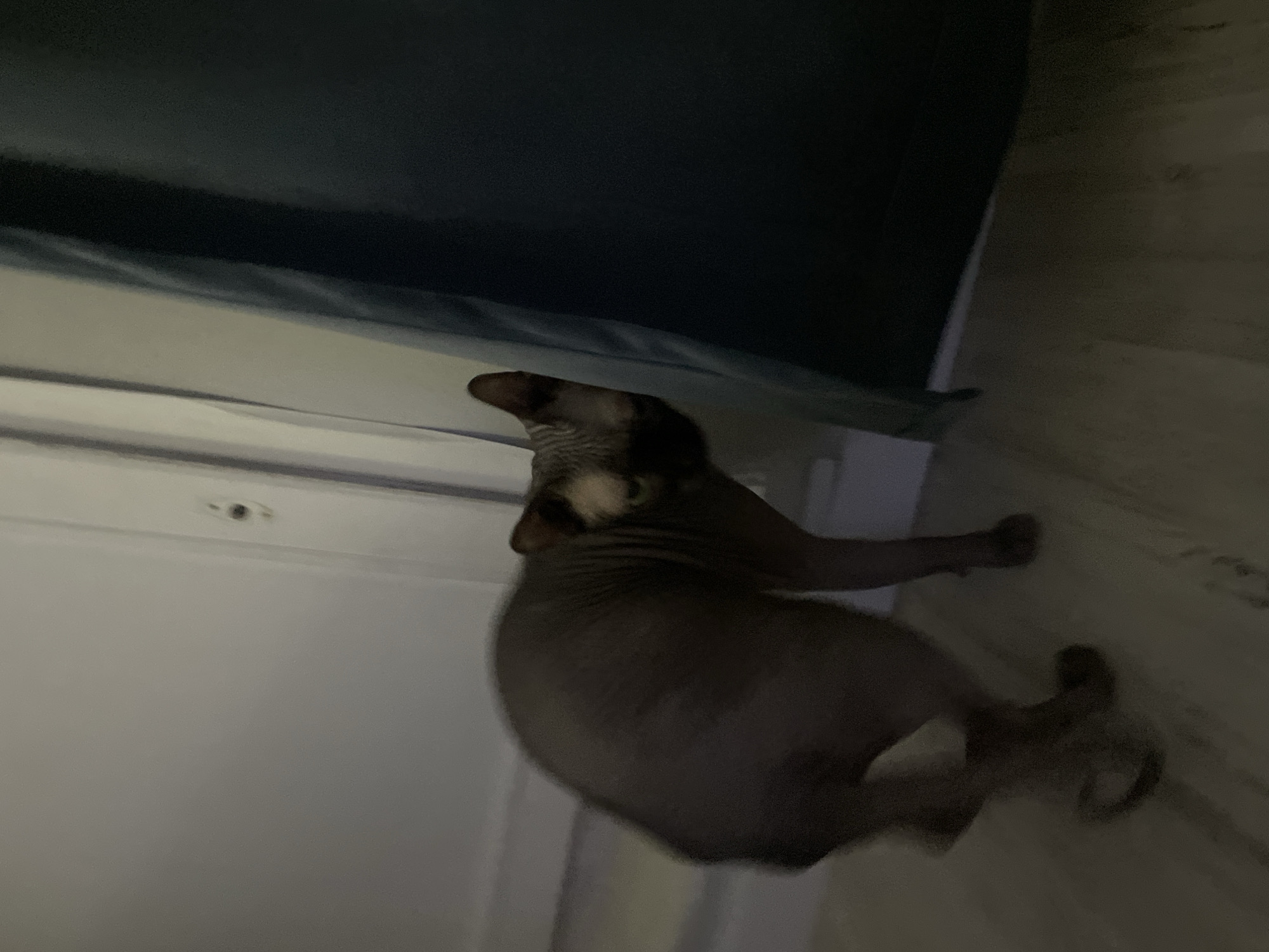 A hairless Sphinx cat is the central subject of this indoor photograph, positioned vertically within the frame. The cat's body is a dark grey-brown, exhibiting the characteristic wrinkled skin of the breed, with subtle lighter markings visible on its head and neck area. It appears to be standing or stretching, looking upwards or towards the left side of the image, with its elongated body suggesting movement or a curious posture.
The setting is a dimly lit room. In the upper part of the background, a large, dark, possibly upholstered object, such as a bed or sofa, is visible. Below this, there is a lighter-colored wall or baseboard, and the floor, also light-colored and appearing textured, occupies the lower right portion of the image. The overall lighting is low, creating a somewhat dark and muted atmosphere, and the image has a slightly blurry quality. No text is visible in the media.