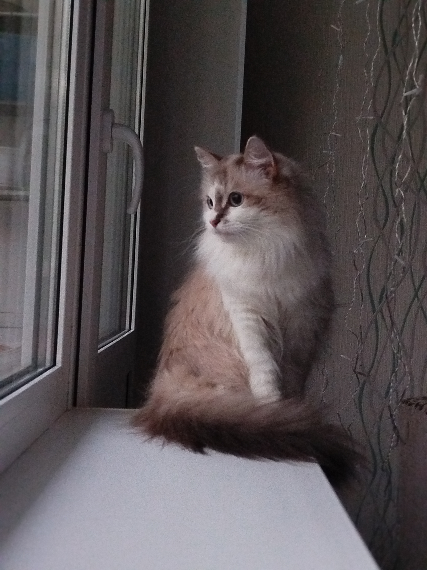 A medium shot shows a light-colored, long-haired cat sitting on a white windowsill, looking to the left. The cat has a predominantly white chest and legs, with a beige and brown back and tail. To the left of the cat is a window with a white frame and handle. To the right, the wall is covered with a light-colored wallpaper with a dark, vertical pattern. The lighting is subdued, with shadows indicating an indoor environment.