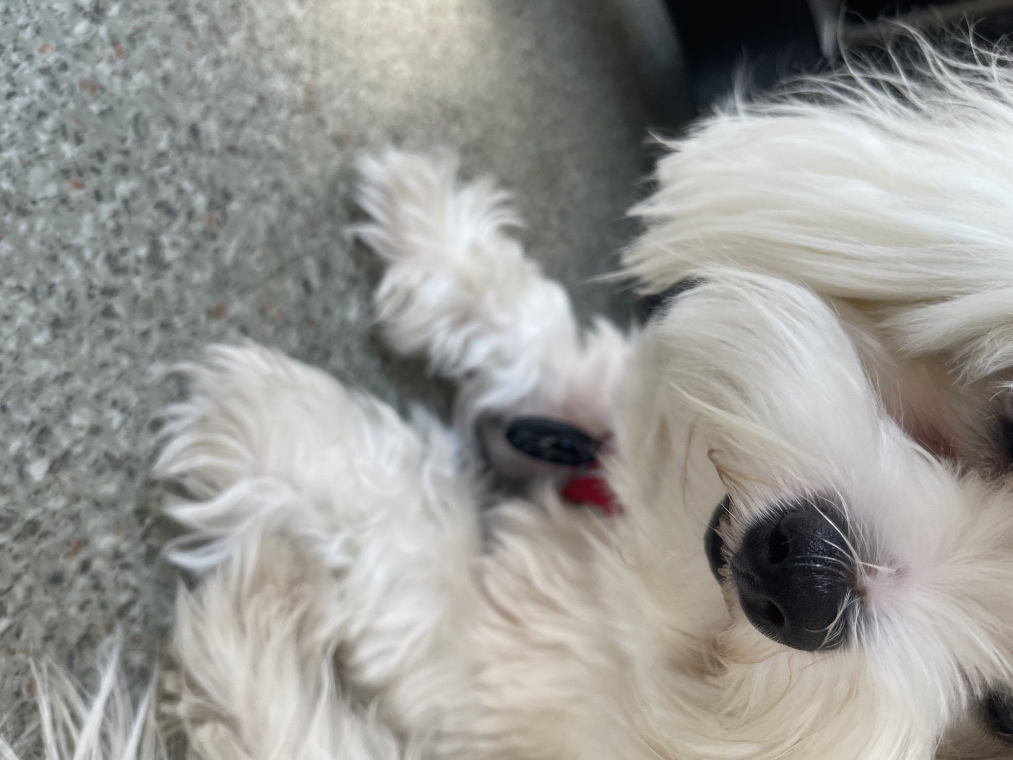 The image is a close-up shot of a white, fluffy dog's face and paws resting on a speckled grey surface. The dog has a black nose and is wearing a red and black tag around its neck. The background is blurred, but appears to be indoors with some dark objects visible. The surface the dog is on appears to be a floor or patio. The image does not provide any information about the city of Podgorica, Montenegro.