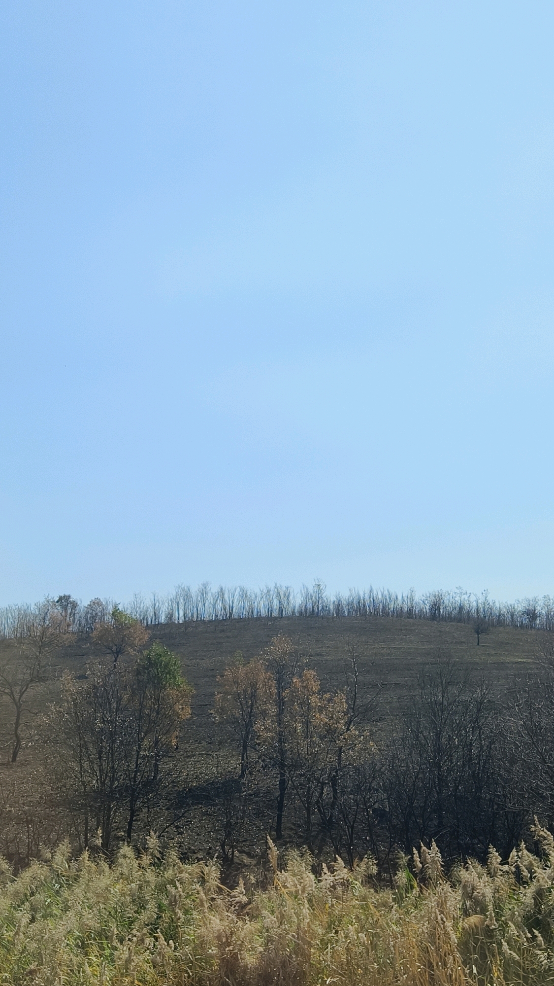 The image shows a hilly landscape in the Bujanovac Municipality, Serbia, under a clear, pale blue sky. The foreground is dominated by tall, dry grasses with a golden-brown hue. Behind the grasses, the middle ground depicts a hillside that appears to have been affected by a fire. Many of the trees on the hillside are bare and black, indicative of fire damage, though some retain sparse, dry leaves. Patches of burnt ground are visible. The upper portion of the hillside is lined with a dense growth of slender, leafless trees or shrubs. A few isolated, bare trees stand on the crest of the hill. The overall impression is one of a recently impacted natural environment, with signs of regrowth or recovery starting in the foreground. There are no people or animals visible in the image.