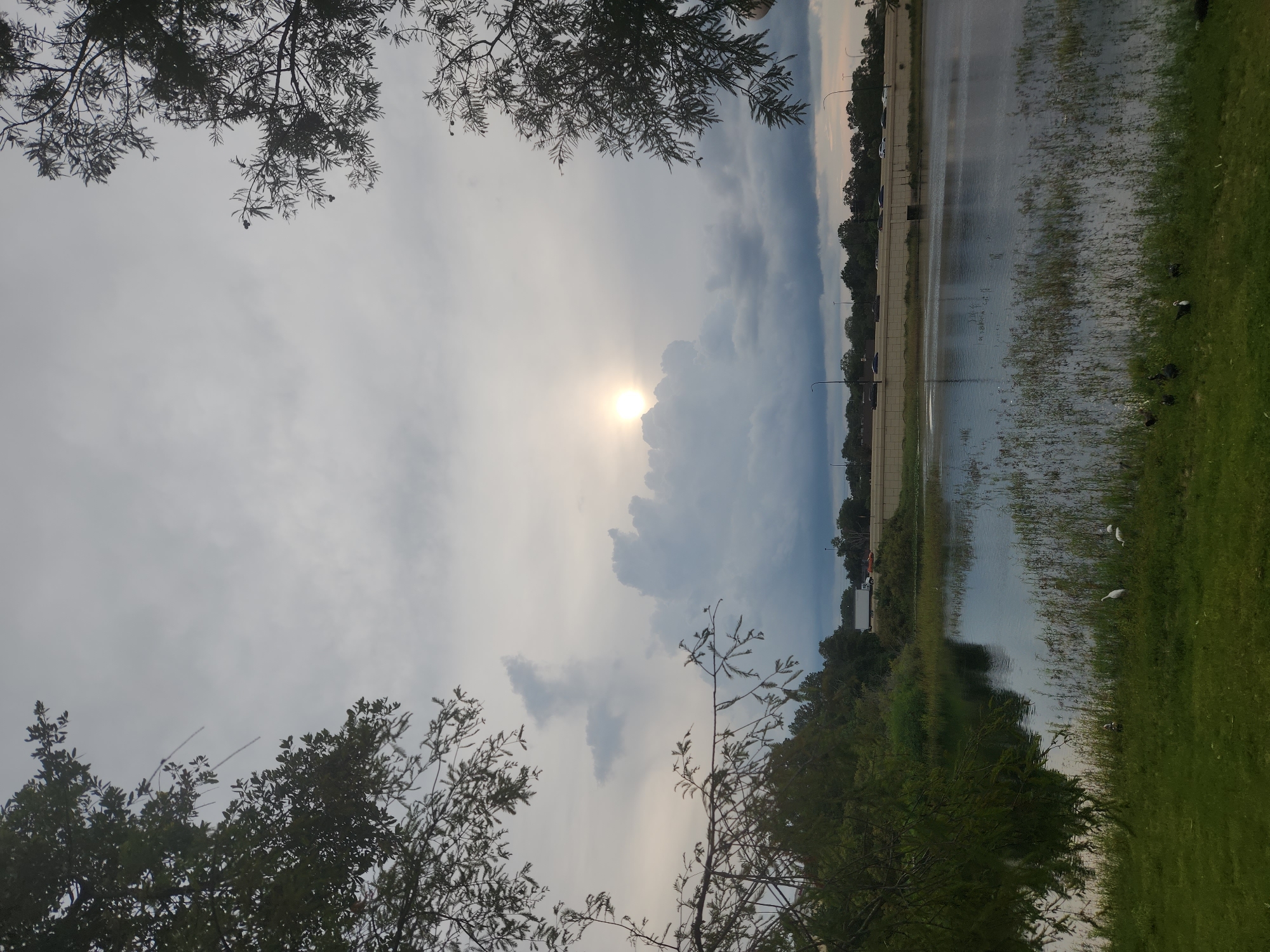 The image depicts a serene lakeside scene in Altamonte Springs, Florida, United States of America, under a partly cloudy sky. The sun is partially obscured by a large cloud formation, casting a soft glow on the water. The lake is bordered by lush green grass in the foreground and dense trees in the mid-ground. Several birds, including egrets and ducks, are visible near the water's edge, foraging on the grass and in the shallows. In the background, a highway overpass with cars in motion suggests the presence of urban infrastructure near this natural setting. The overall atmosphere is tranquil, with the interplay of natural elements and distant signs of human activity.