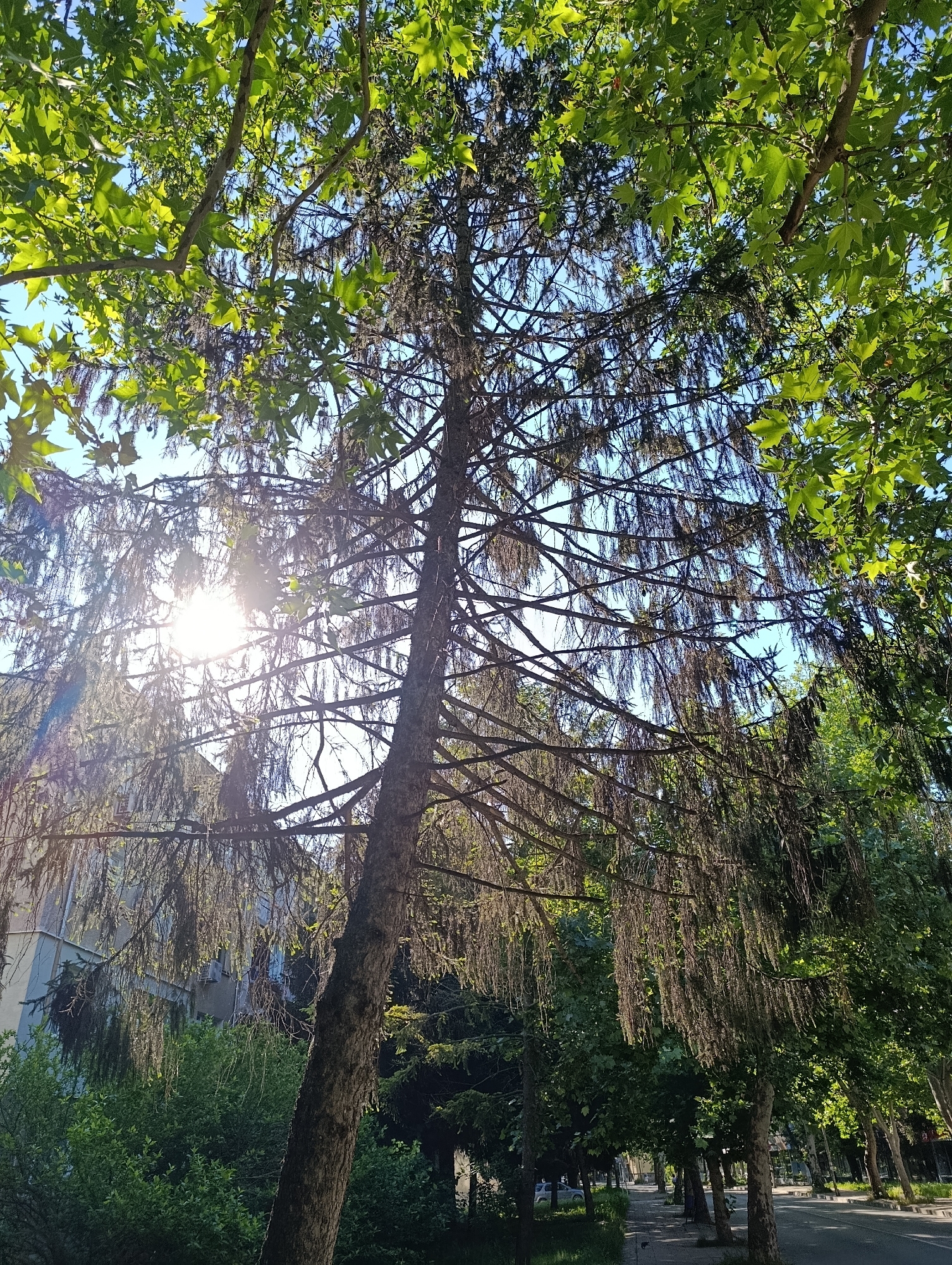 The image depicts a street scene in Razgrad, Bulgaria, on a sunny day. A tall tree with sparse, wispy branches, possibly a willow or a similar deciduous tree, dominates the foreground, its branches reaching towards the sky. Sunlight filters through the leaves and branches, creating a dappled effect and a lens flare. To the left, a building with multiple windows and air conditioning units is visible, partially obscured by the tree. Dense green foliage lines the street, interspersed with other trees. A sidewalk runs alongside the street, and a road is visible in the background with a parked car and a few indistinct figures. The overall impression is a calm, urban environment on a bright day.