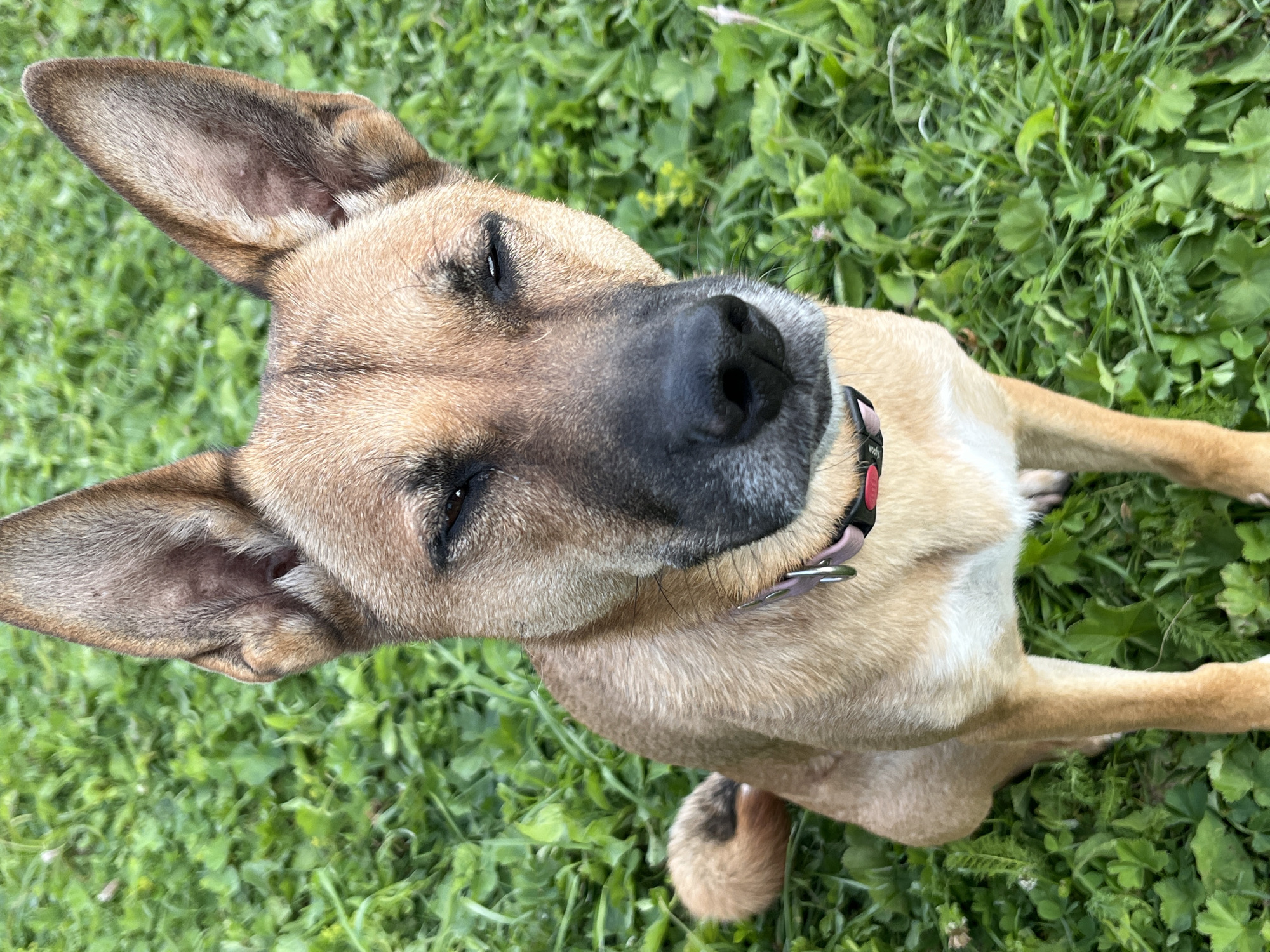 A medium-shot, eye-level, vertical photograph captures a tan-colored dog with large, erect ears sitting in a patch of vibrant green grass. The dog's eyes are partially closed, giving it a sleepy or squinting appearance. Its nose is dark and wet. A pink collar with a silver buckle and a red tag is visible around its neck. The dog's tail, curled and fluffy, is visible on its left side. The background is entirely composed of lush green grass and foliage, suggesting an outdoor, natural setting, possibly a park or a yard. There are no discernible human figures or man-made structures in the frame. The lighting appears to be natural daylight. No information is available to determine a specific location within Nizhny Tagil, Russia, as the scene lacks distinguishing landmarks or urban features.