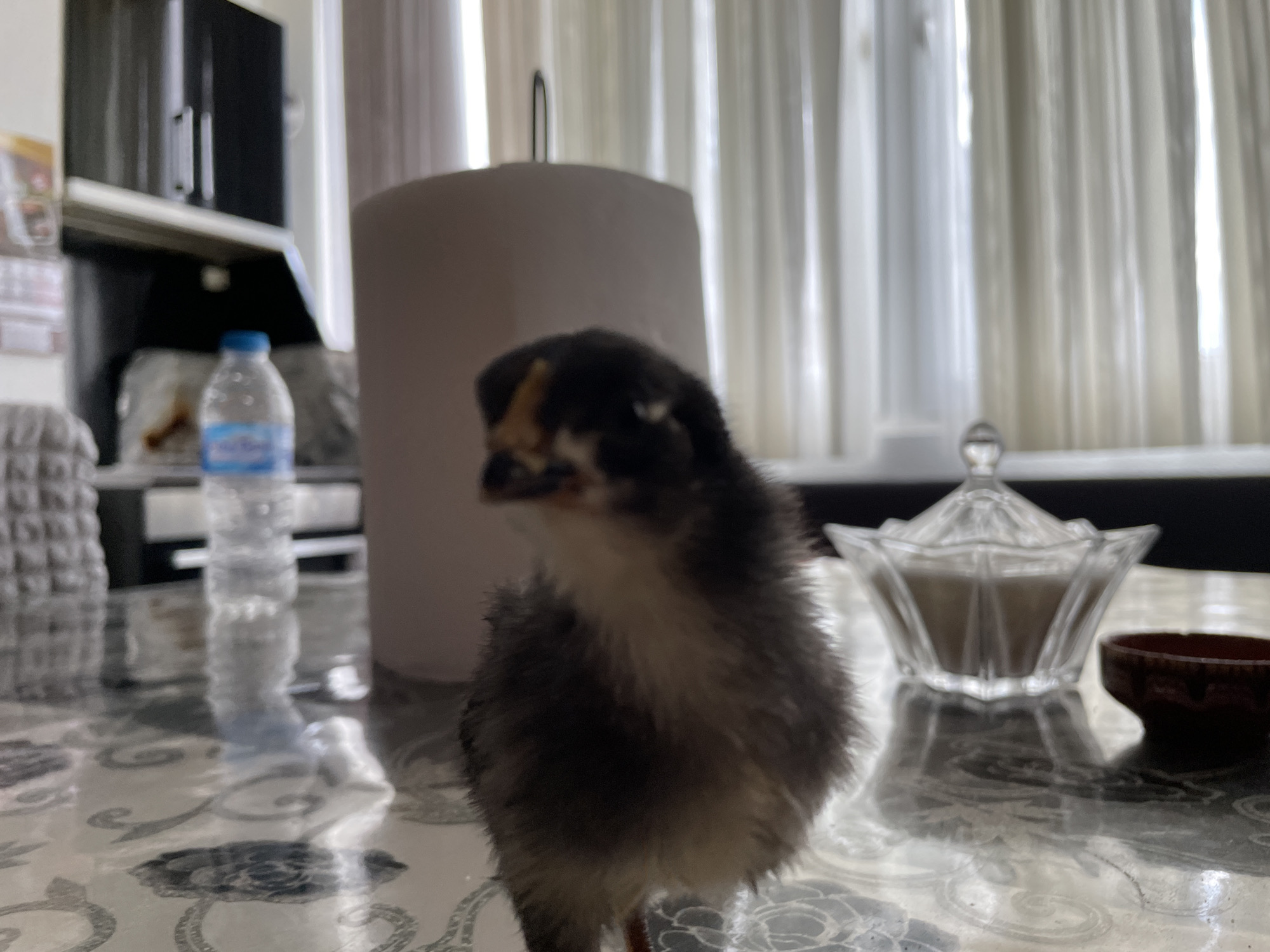 A blurry, close-up, indoor photograph shows a small, dark-feathered chick with some white and yellow markings on its head and chest. The chick is positioned in the foreground, slightly off-center to the right, and appears to be standing on a patterned tablecloth. In the background, to the left, is a partially visible bottle of water. Further back and to the right is a clear glass sugar bowl with a lid, and next to it, a small dark bowl. The environment appears to be a dining area or kitchen, with a blurred background suggesting curtains and cabinetry. The image is underexposed and lacks sharp focus, making precise details difficult to ascertain. The photograph's origin in Zlatograd, Bulgaria, cannot be determined from the visual information provided.
