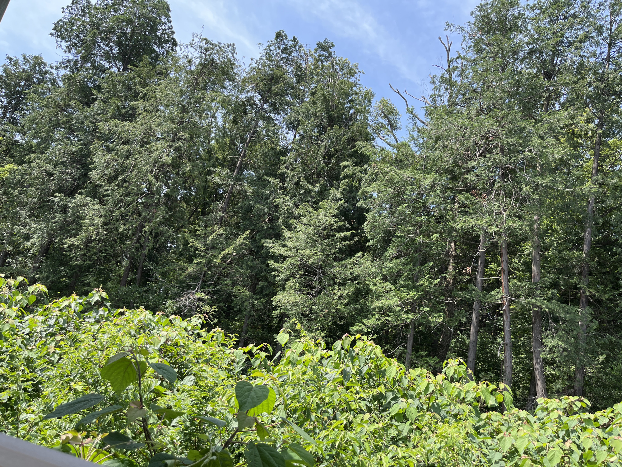 The image depicts a dense forest with a clear blue sky above. In the foreground, lush green bushes and plants are visible, with some leaves appearing bright green and others a darker shade. The trees in the background are tall and leafy, with a mix of evergreen and deciduous types. The overall impression is one of a natural, untouched landscape. The image does not contain any people, actions, or interactions. The specific location in Sayama, Japan, cannot be determined from the visual information alone.