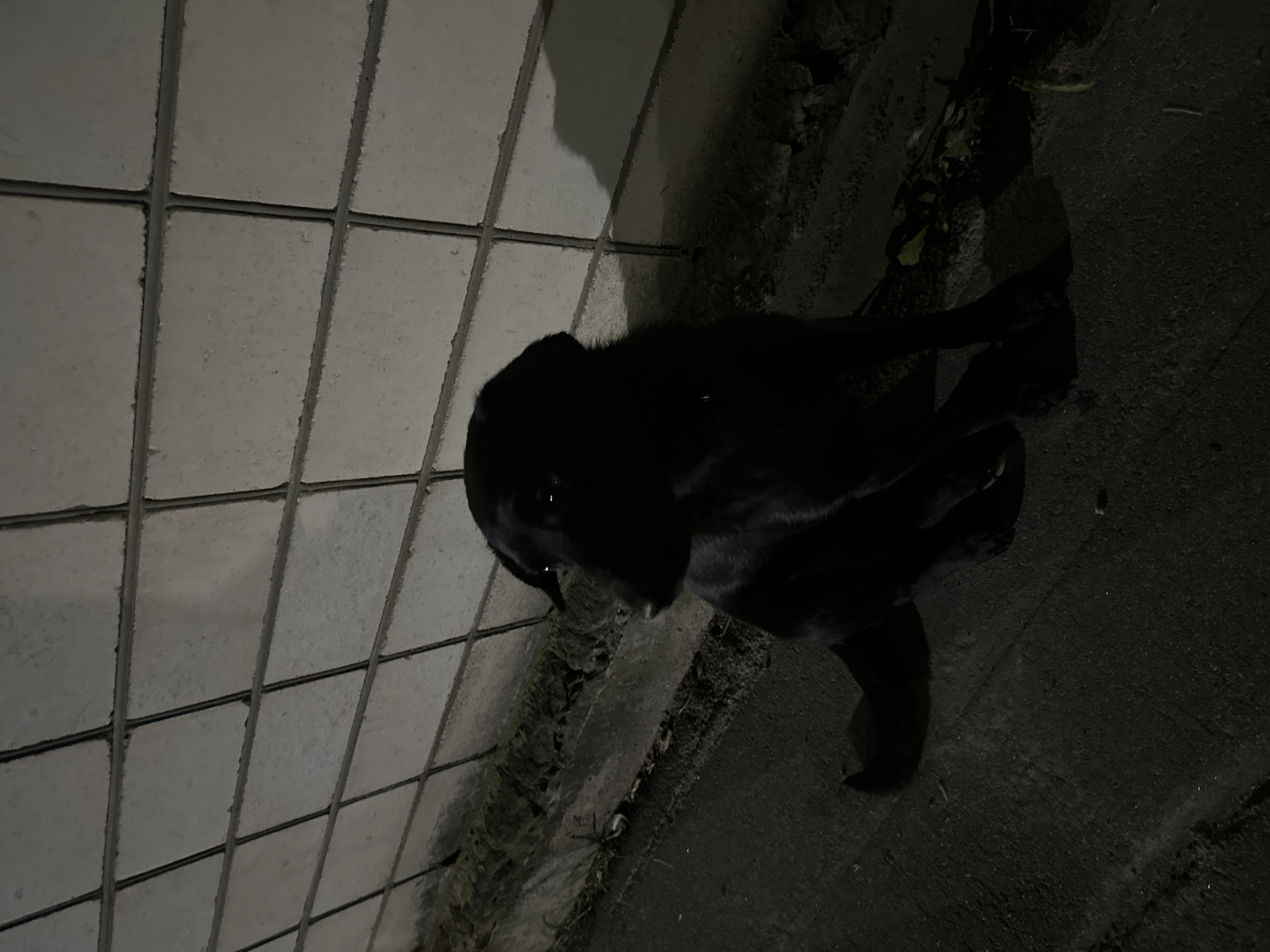 A black dog is sitting on a dark, rough surface, possibly asphalt or concrete, next to a wall made of white rectangular blocks. The blocks are arranged in a grid pattern with dark grout lines. There is some debris, including dirt and possibly leaves, at the base of the wall and on the ground. The lighting suggests it is nighttime or a dimly lit area, casting a shadow of the dog on the wall. The dog is facing to the right, with its head slightly turned. The scene appears to be an outdoor urban environment in Khmilnyk, Ukraine.
