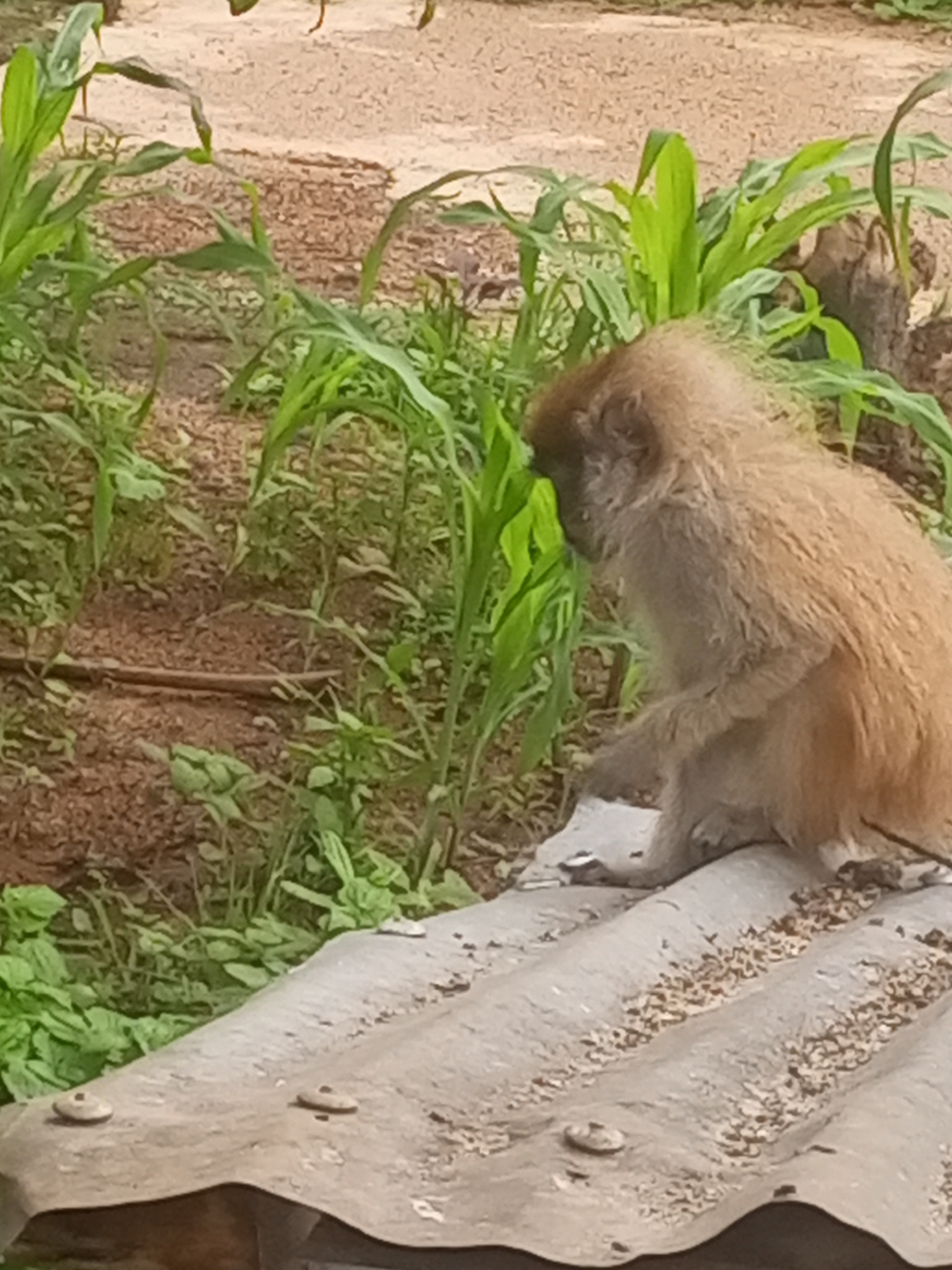 A light brown monkey with a furry body sits on a corrugated metal roof in Reifild-Ist, Nigeria. The monkey is facing to the left, with its head turned down and to the left as if looking at something on the roof. Its left arm is bent at the elbow and resting on the roof, with its hand near its mouth. The roof is weathered and appears to have some scattered debris, possibly seeds or food, along its ridges. Behind the monkey, there are green leafy plants and dry, sandy soil. The scene suggests an outdoor environment in a rural or semi-urban setting.